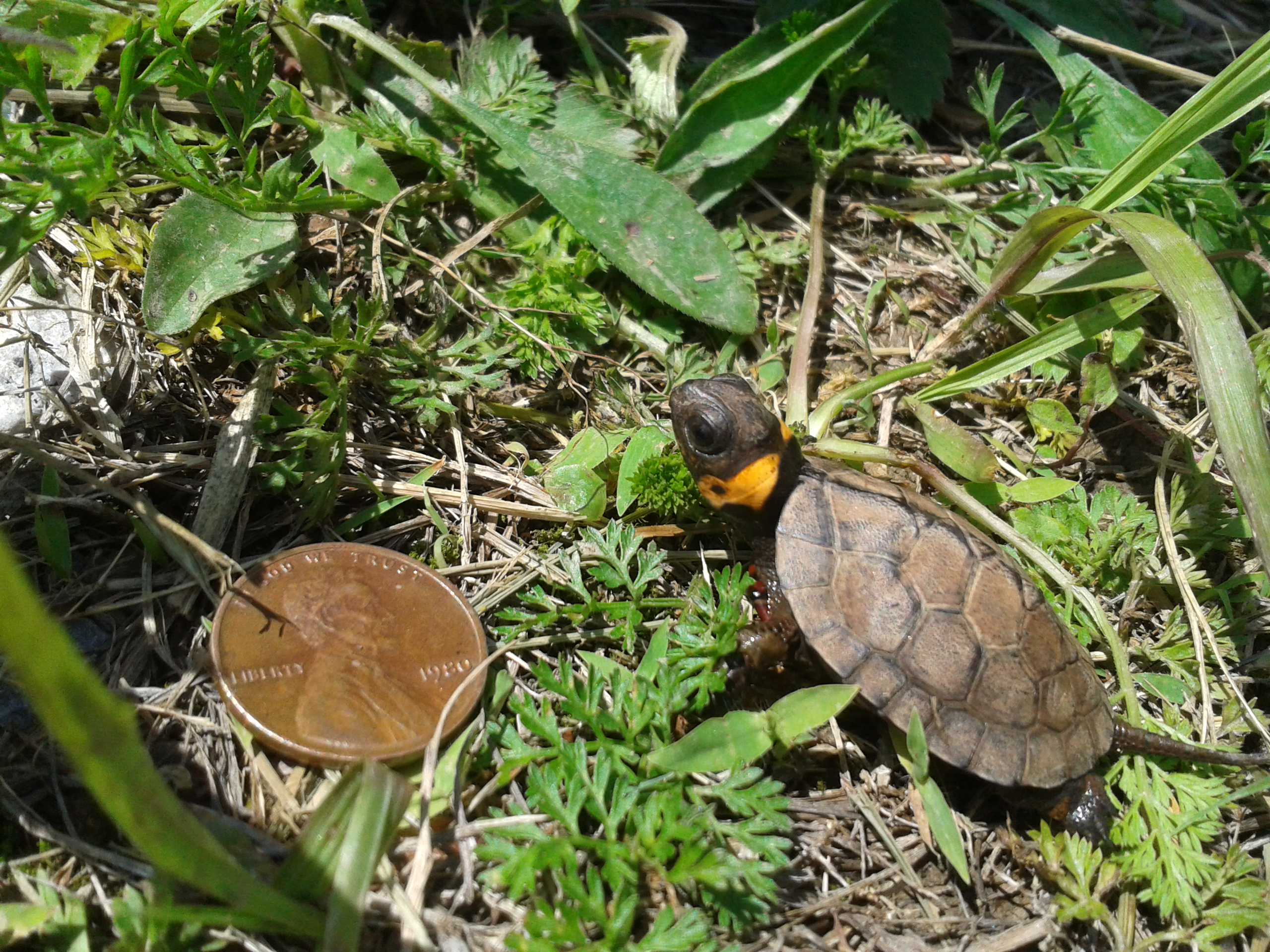 a small brown turtle with yellow markings on its next on the ground next to a penny