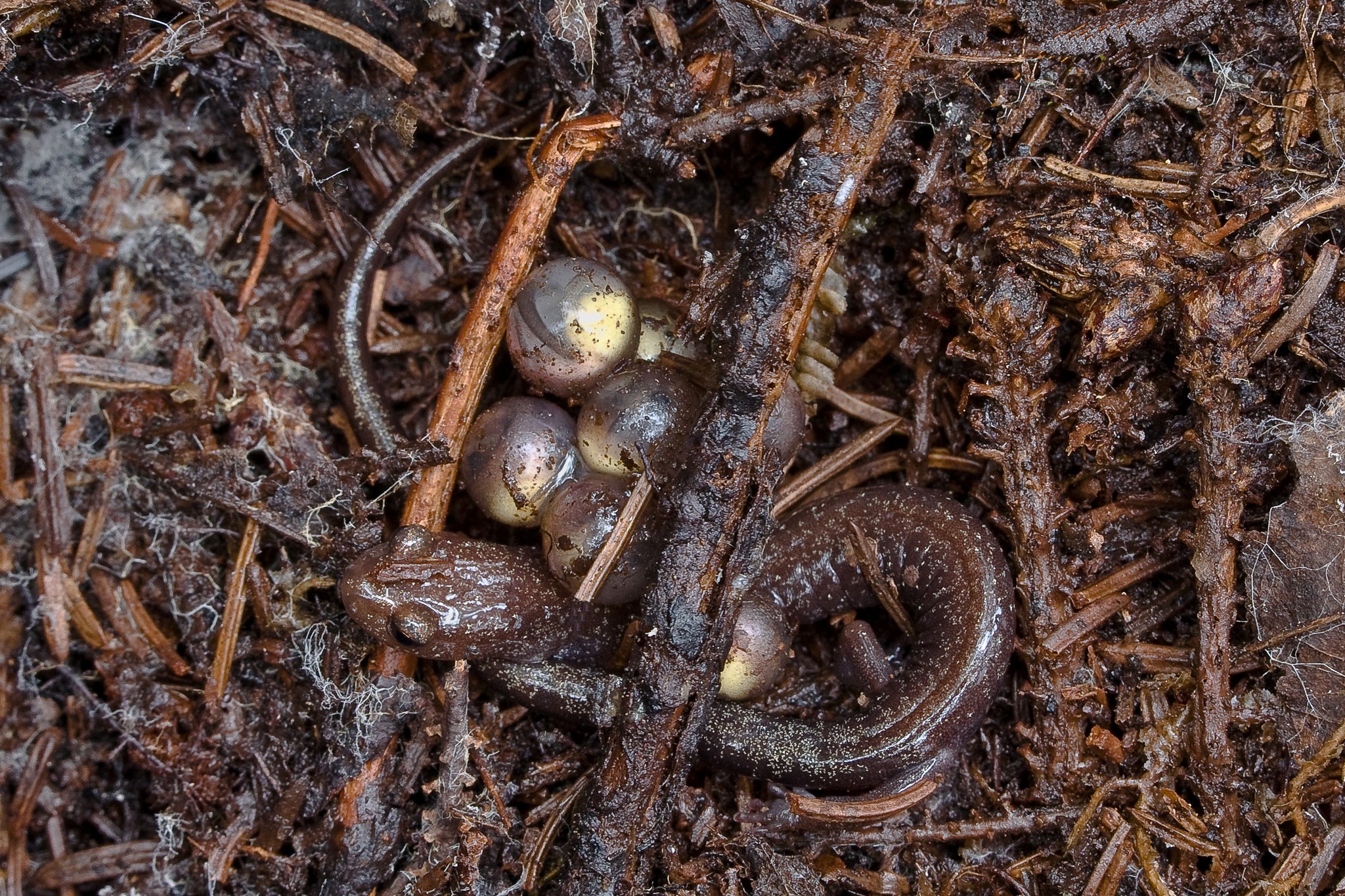 a small brown salamander huddles with several small brown and yellow eggs