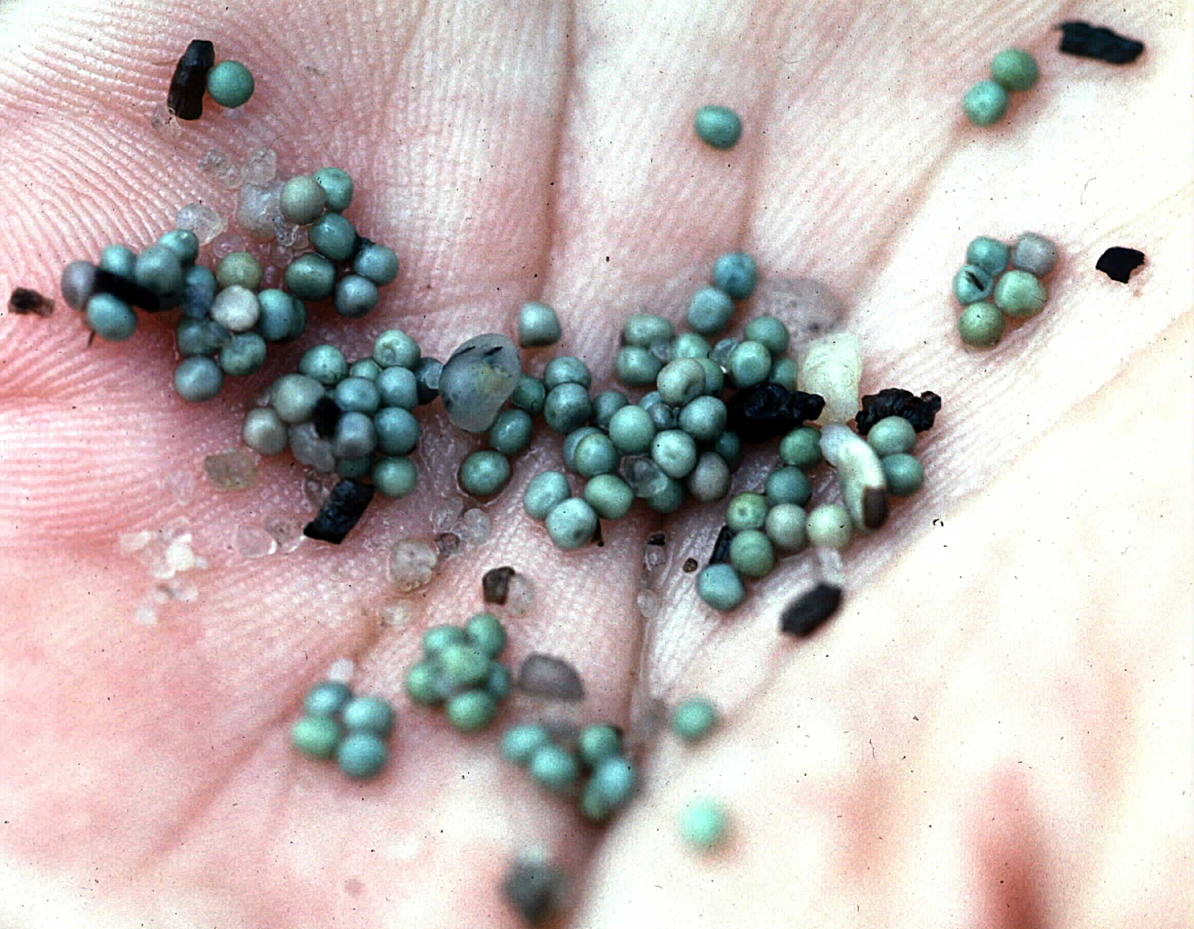dozens on tiny blue eggs in the palm of a hand