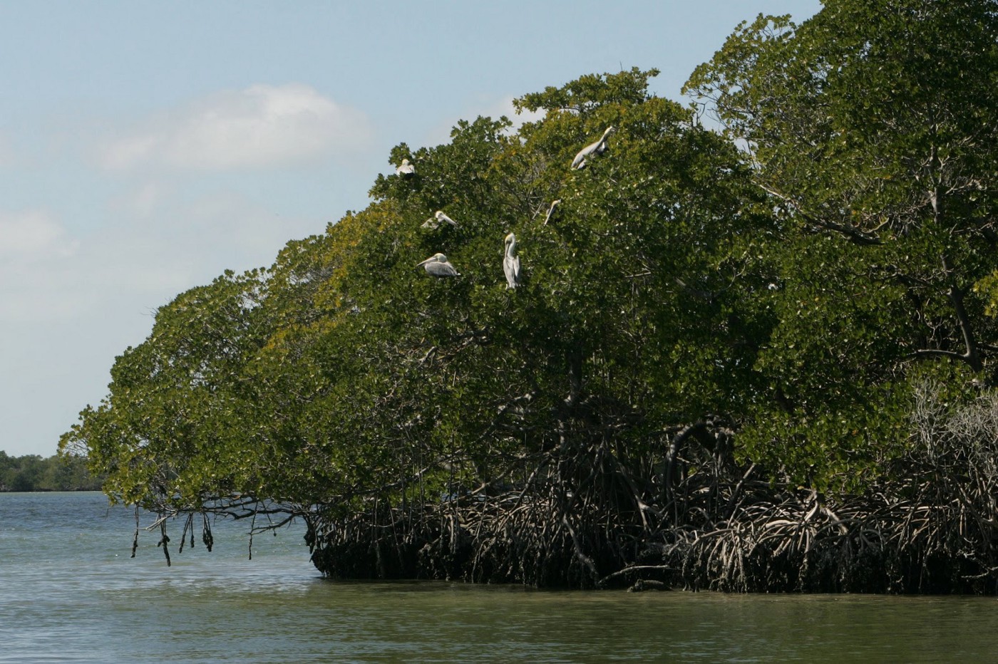 A group of storks perched in mangrove.