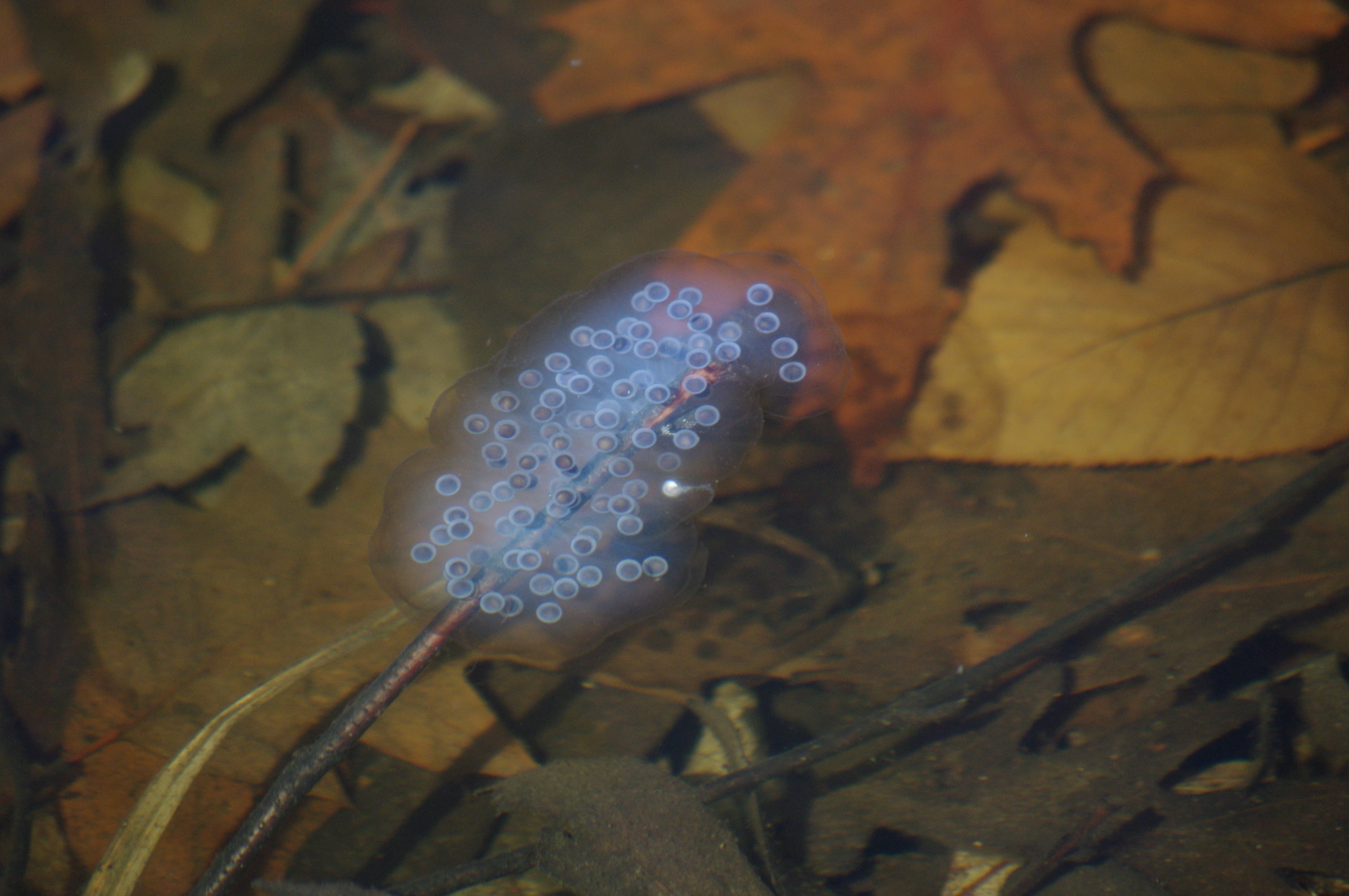 a mass of translucent white eggs with dark centers attached to a stick in the water