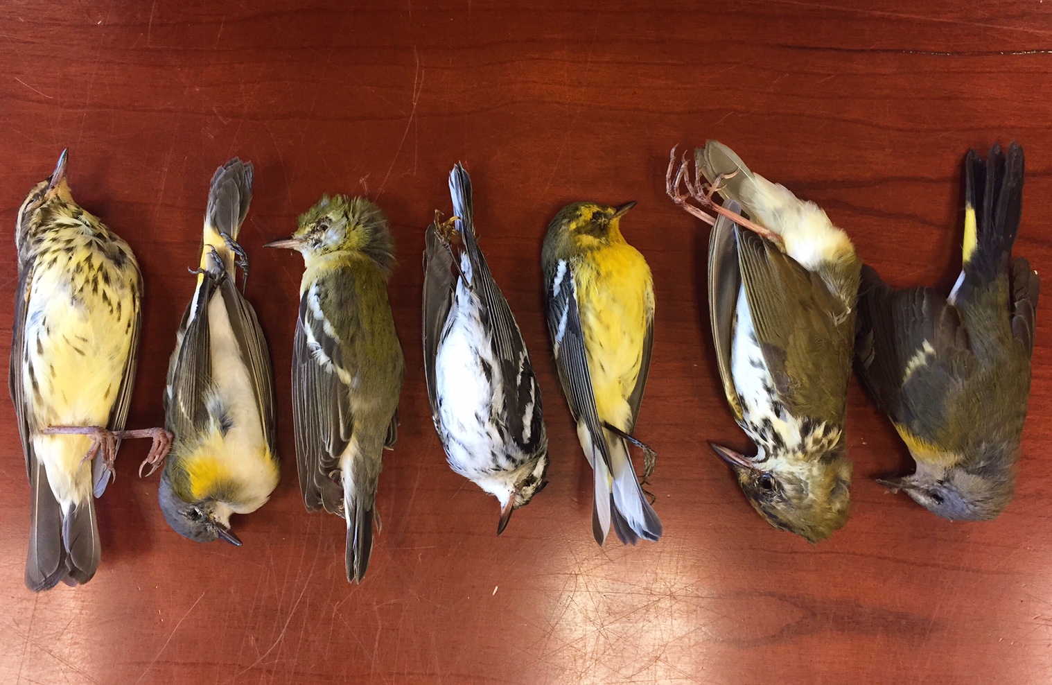 7  dead birds of varying colors laid out on a wooden table