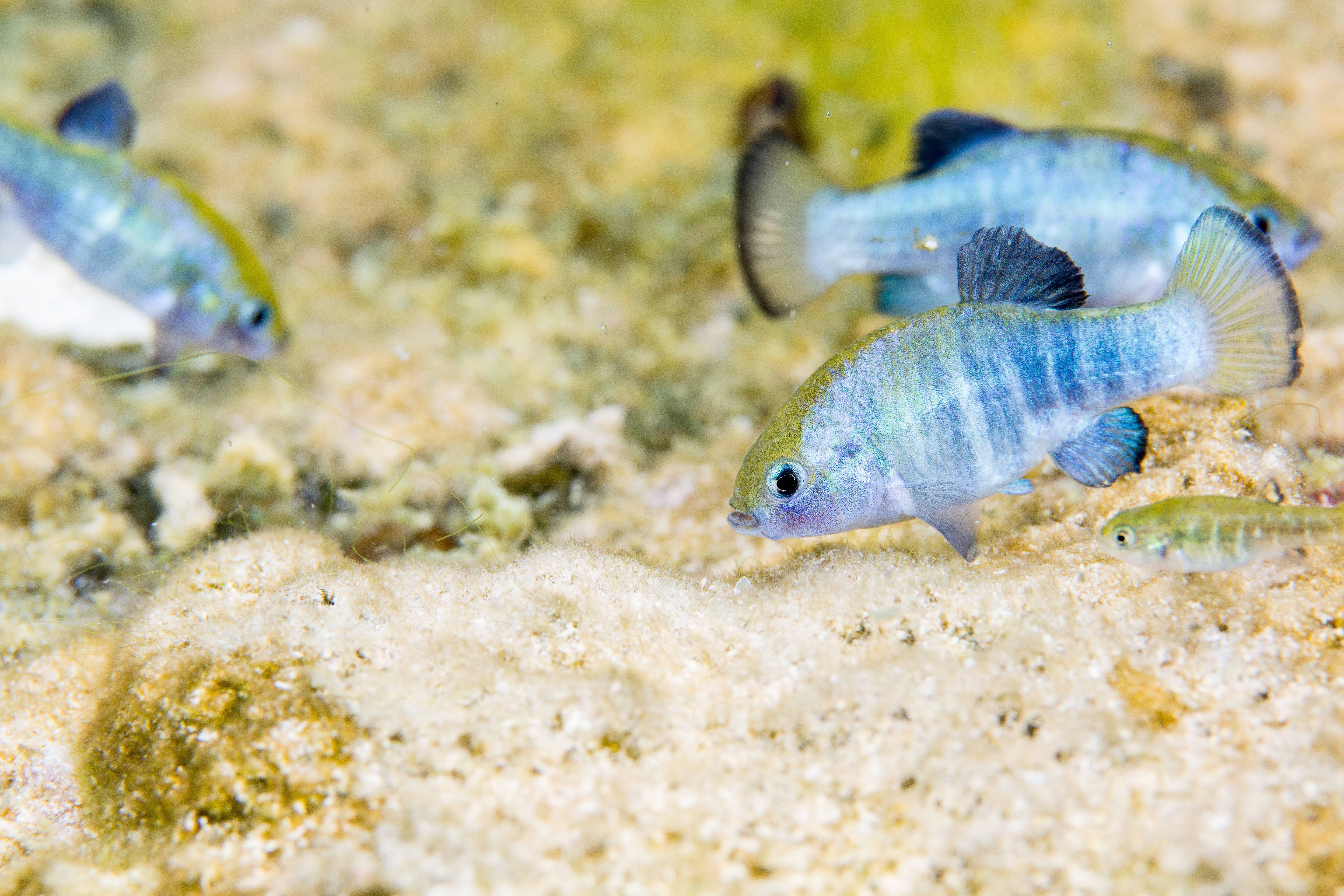 Ash Meadows Amargosa pupfish | FWS.gov