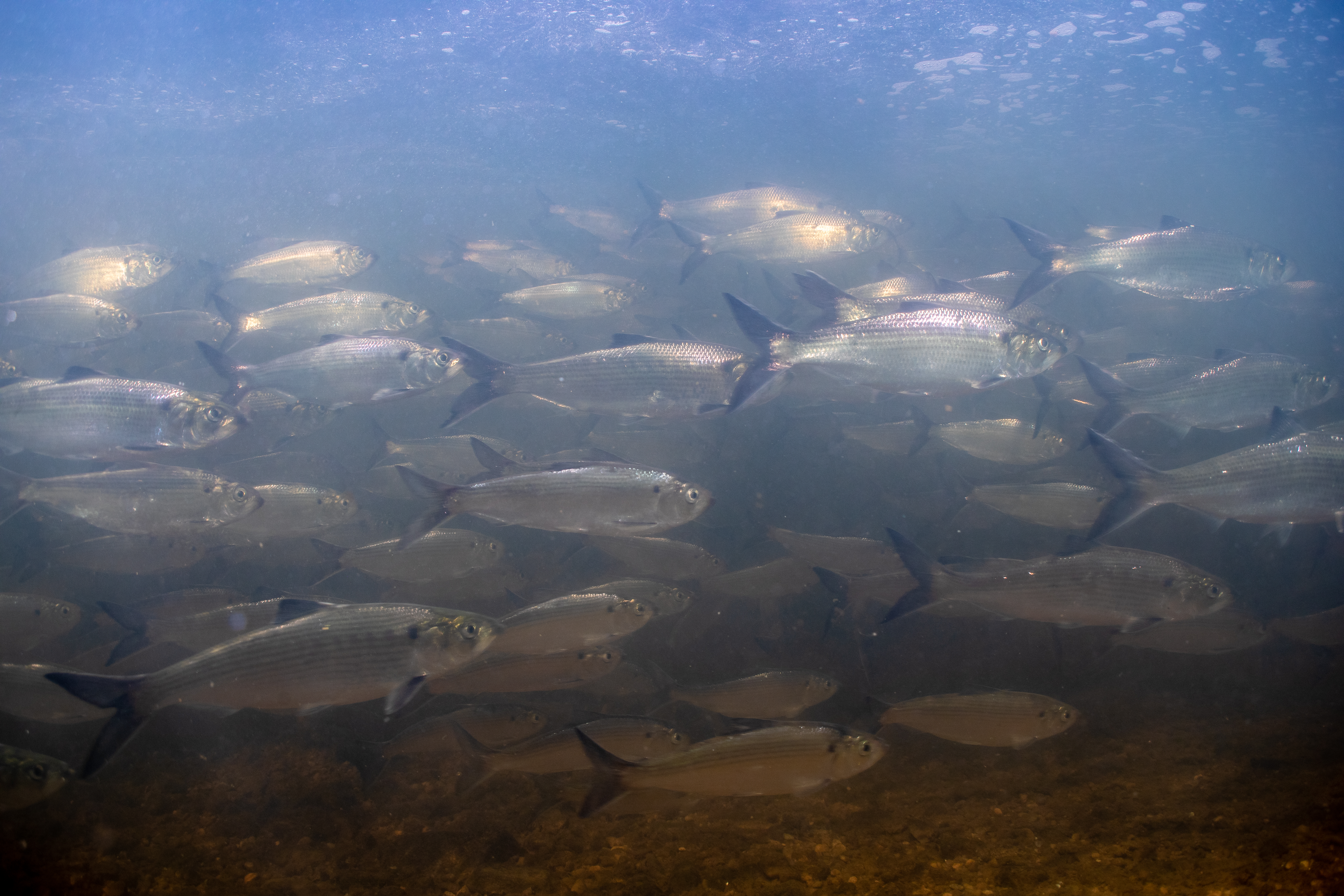 an underwater photo of a school of silver fish