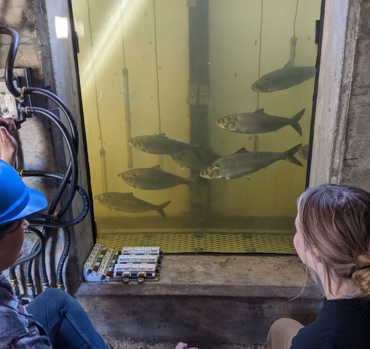 two people look at fish as they swim by a window