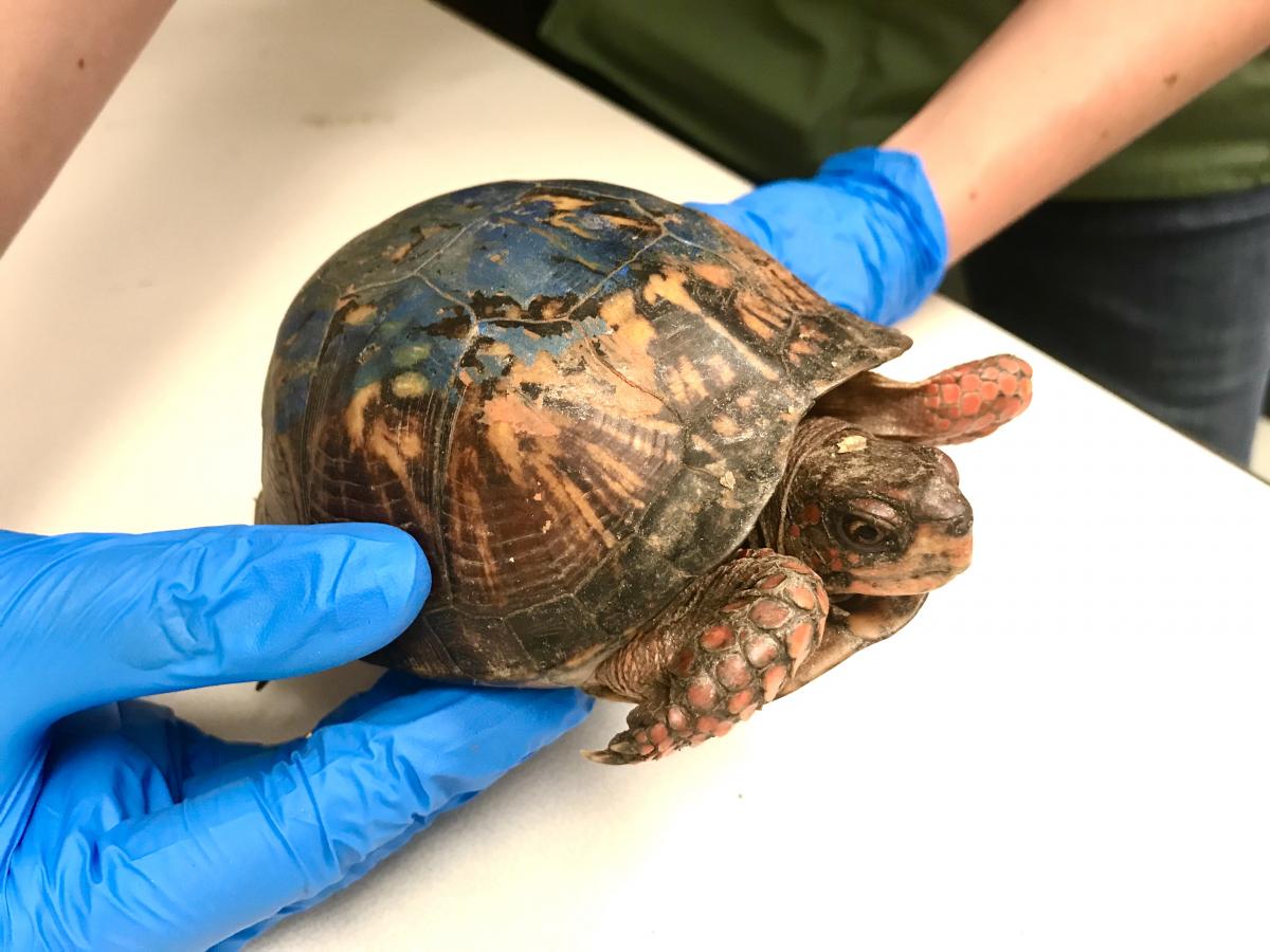 Gloved hands hold a turtle that has blue paint on its back 