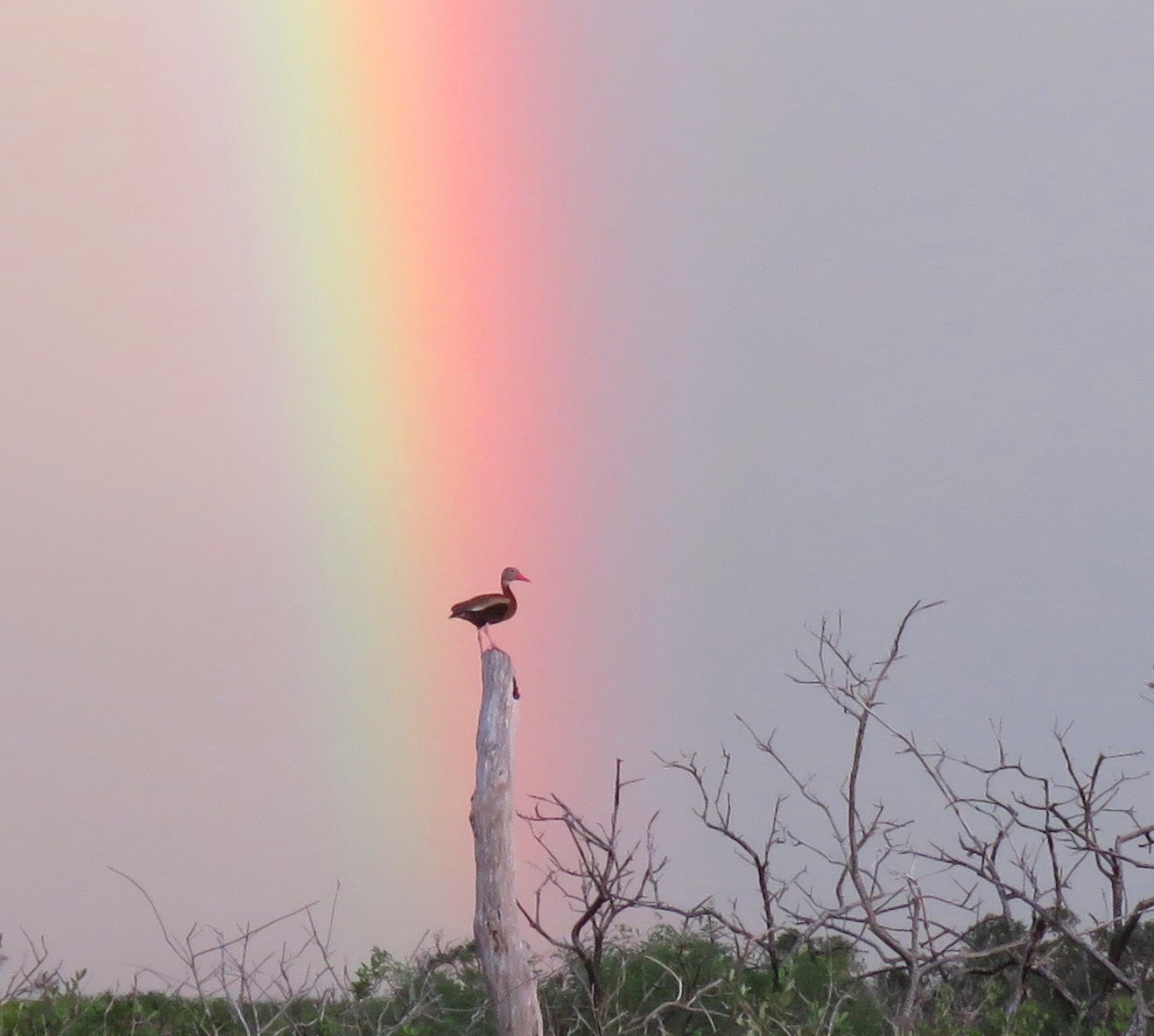 A duck sits on a dead tree stump as a rainbow shines brightly behind it in the distance