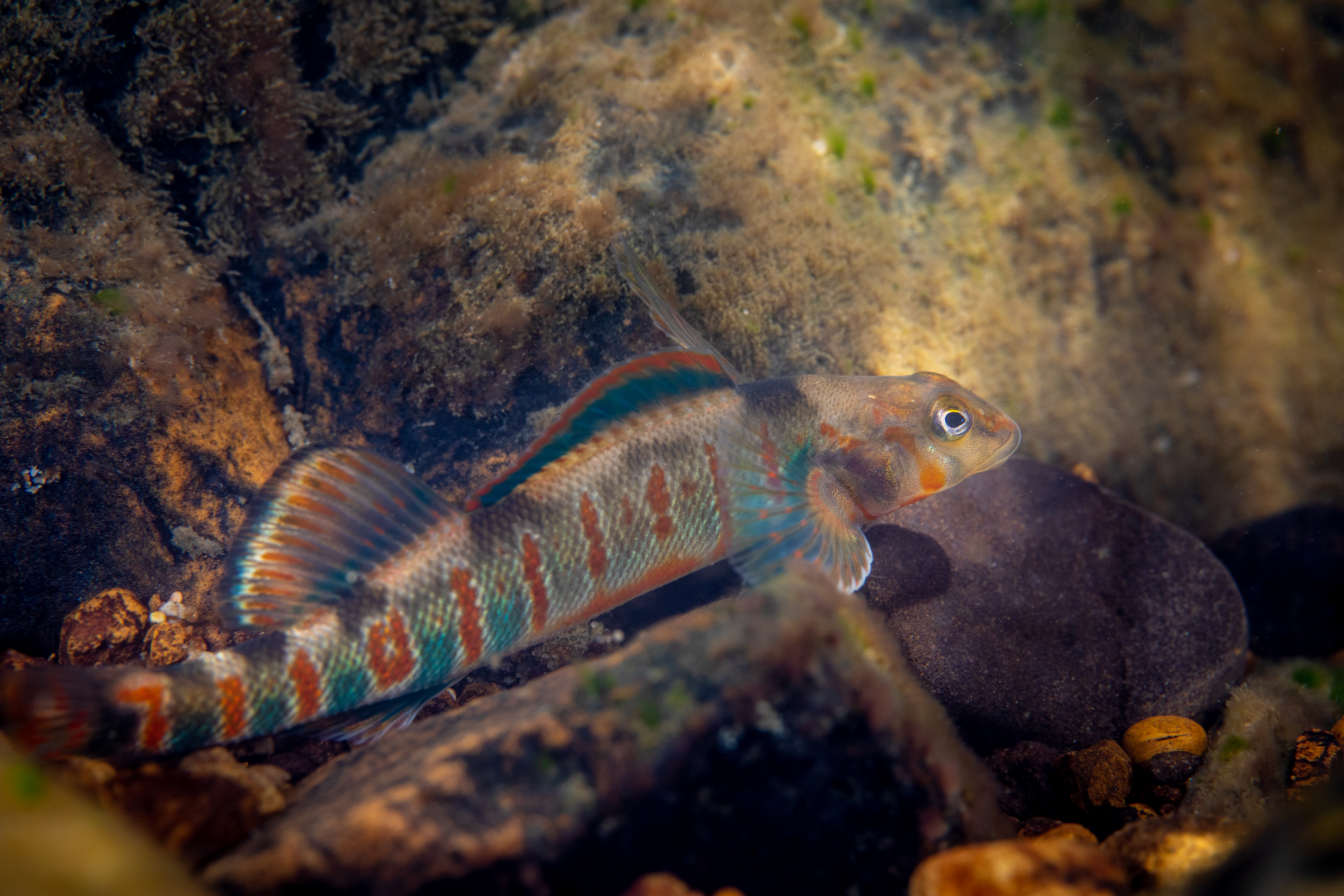 A colorful fish sits at the bottom of a rocky stream