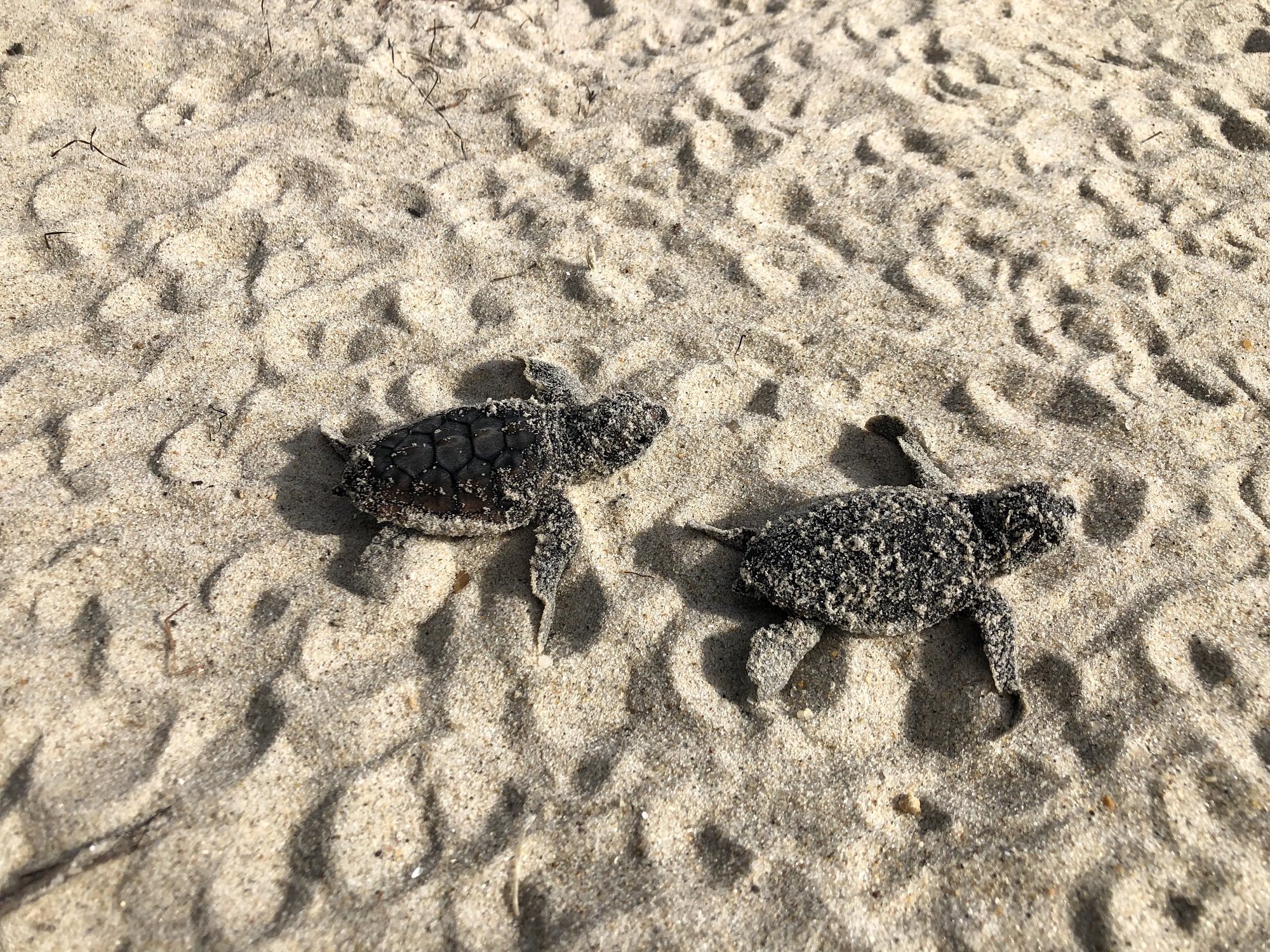 Two hatchling loggerhead sea turtles cross sand covered in other baby turtle tracks