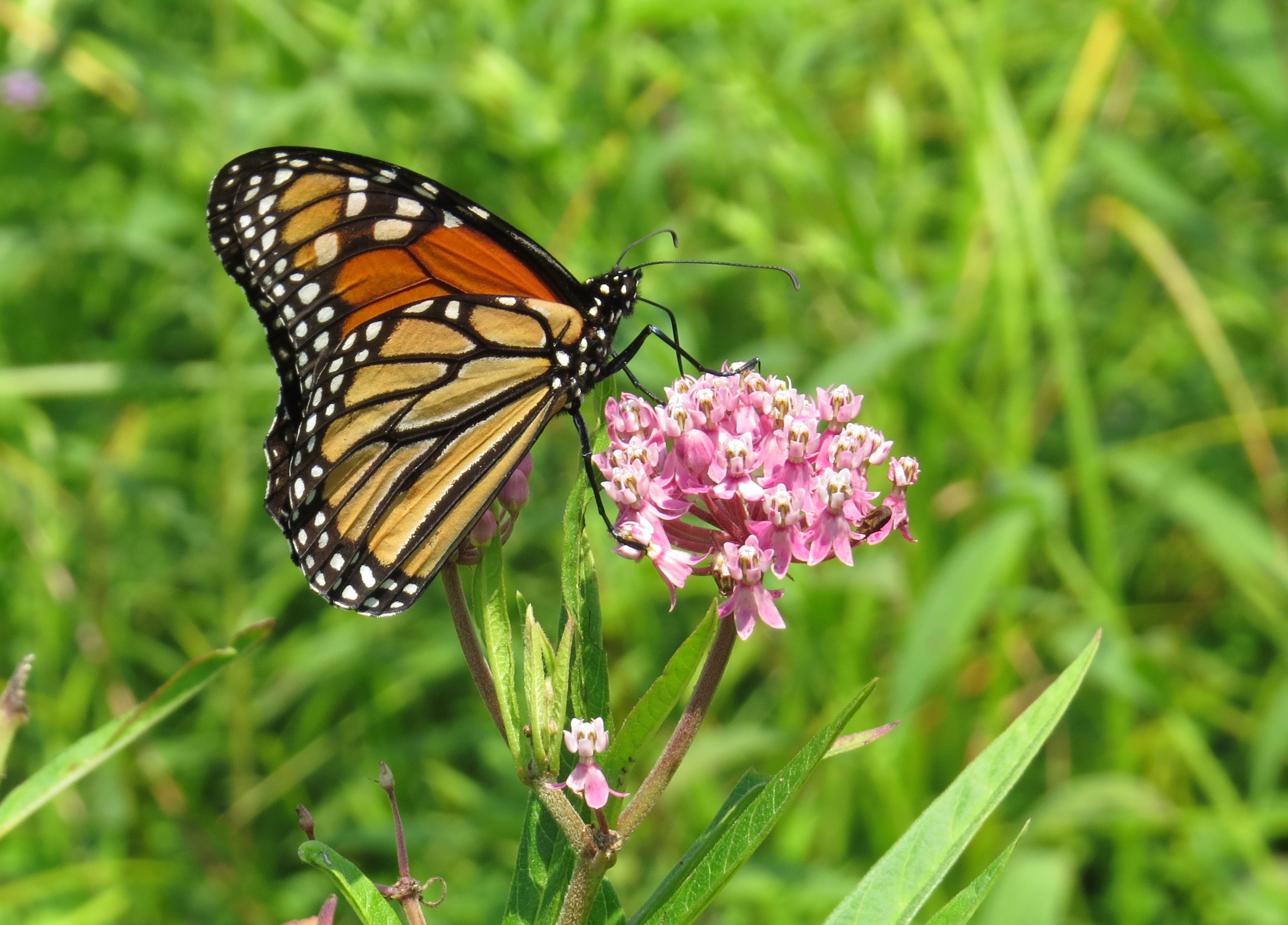 monarch butterfly on marsh milkweed flower