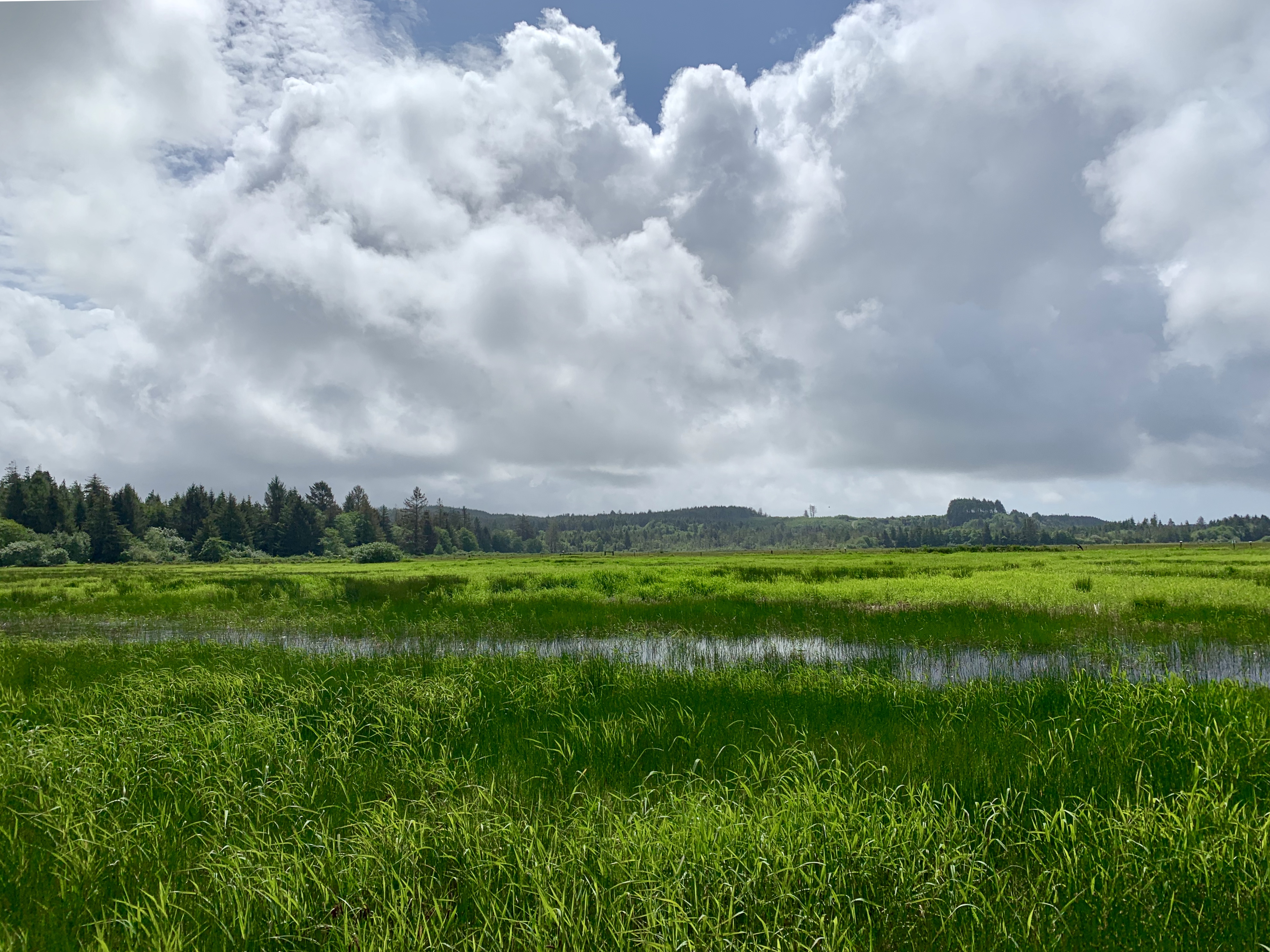Grassy wetland habitat with large bright white clouds in the sky.