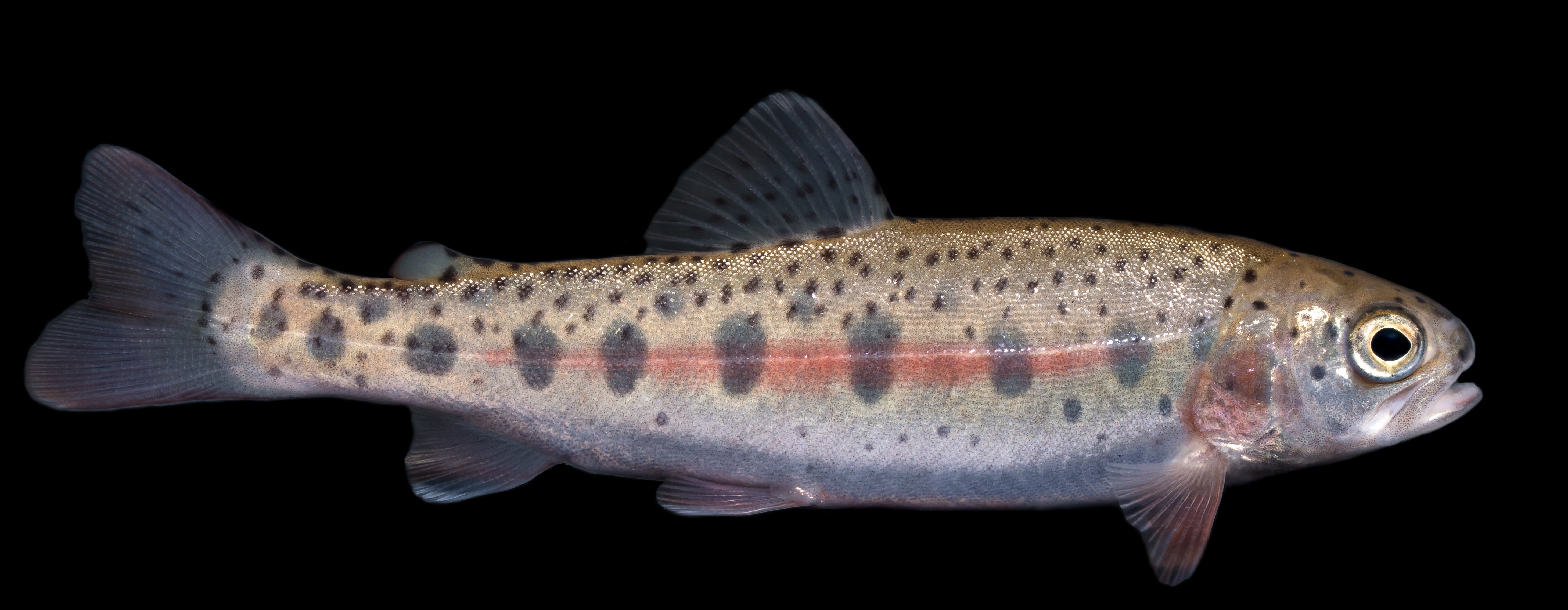 A small tan fish with a pink stripe and dark speckles. The fish floats in front of a black background.