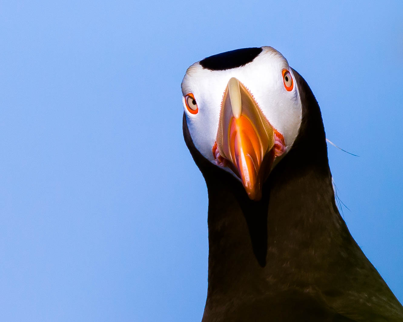 Tufted Puffin Facts - NatureMapping