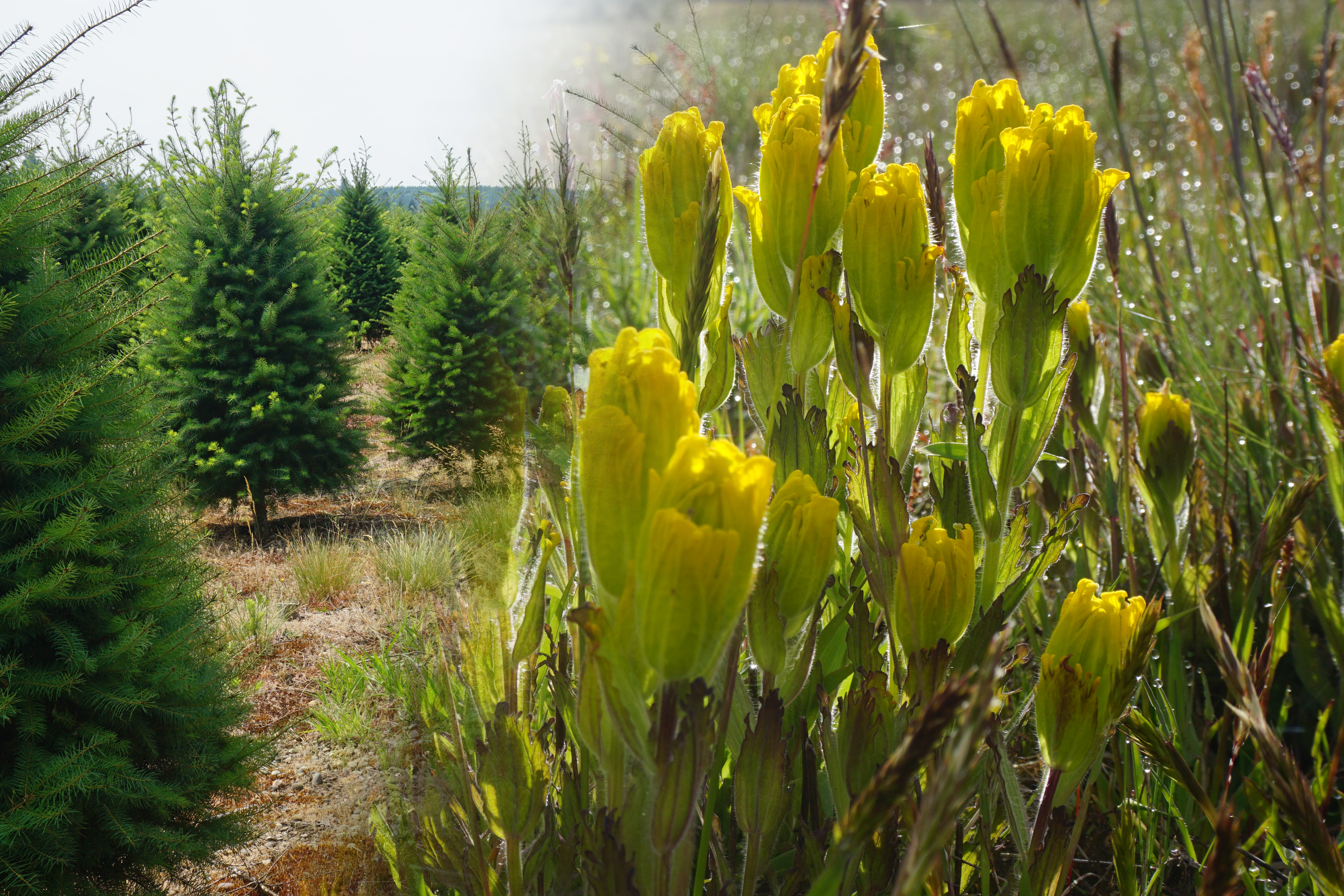 Image of a tree farm fading to a close up of golden paintbrush flowers