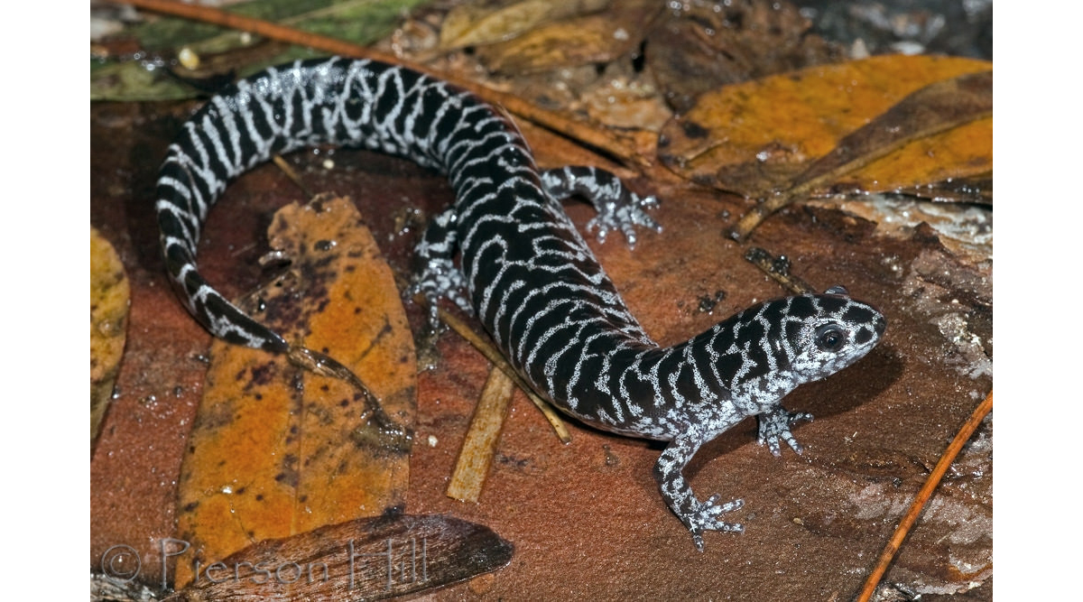 Close up frosted flatwoods salamander