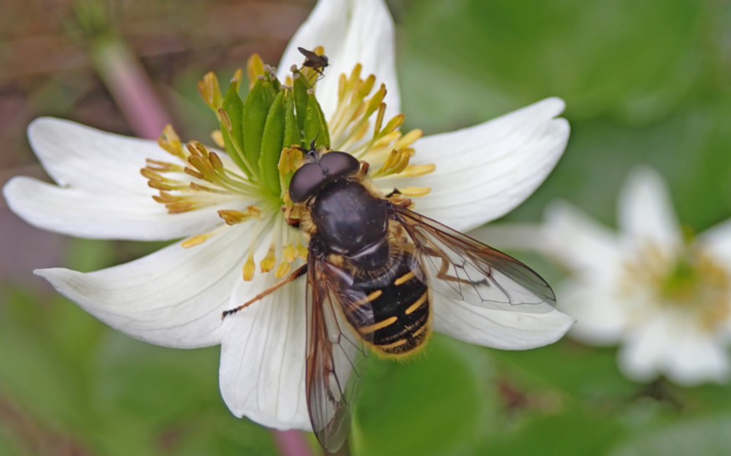 A bee-like fly on a white flower