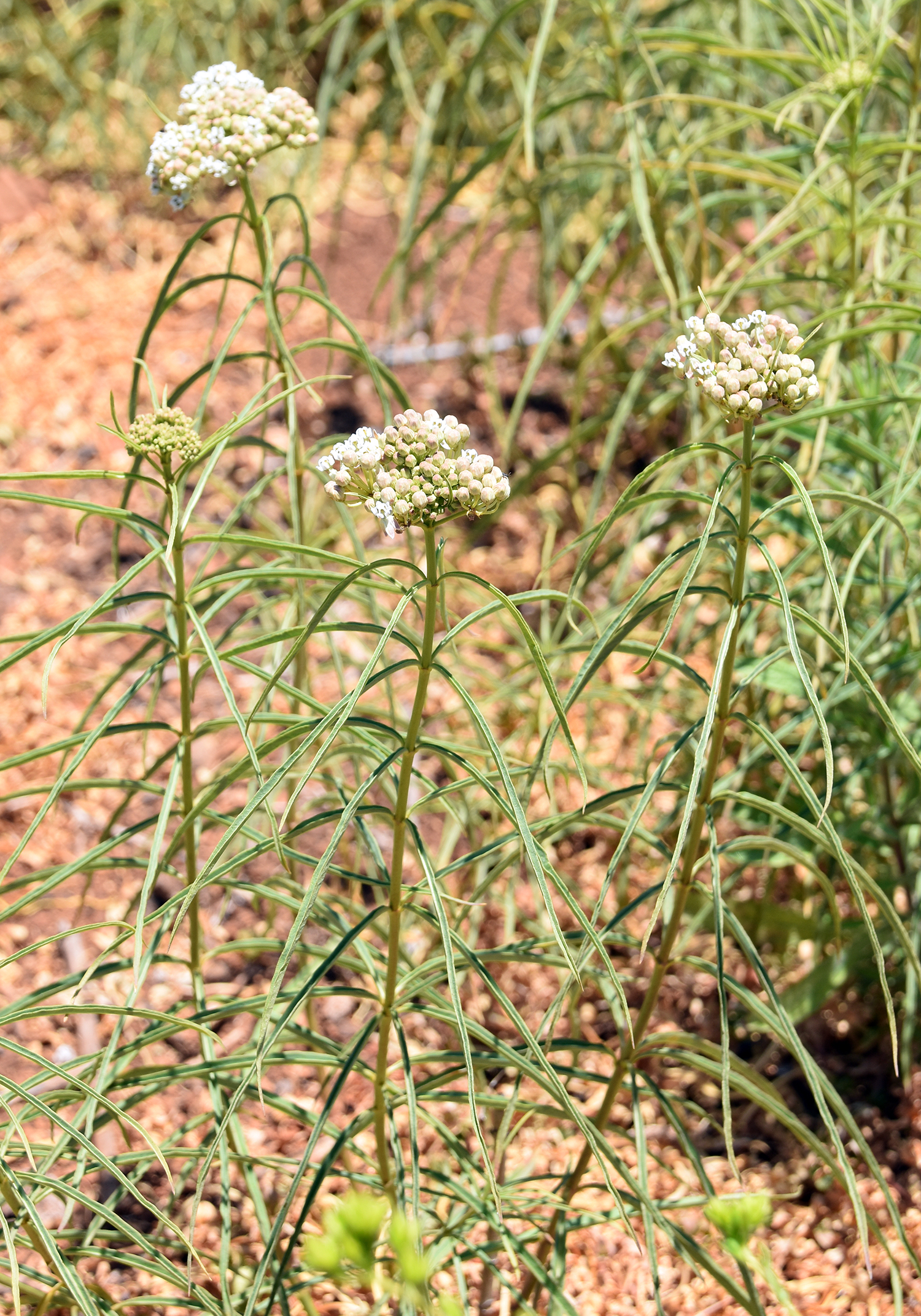 tall green plant with clusters of bulbous white flowers on top