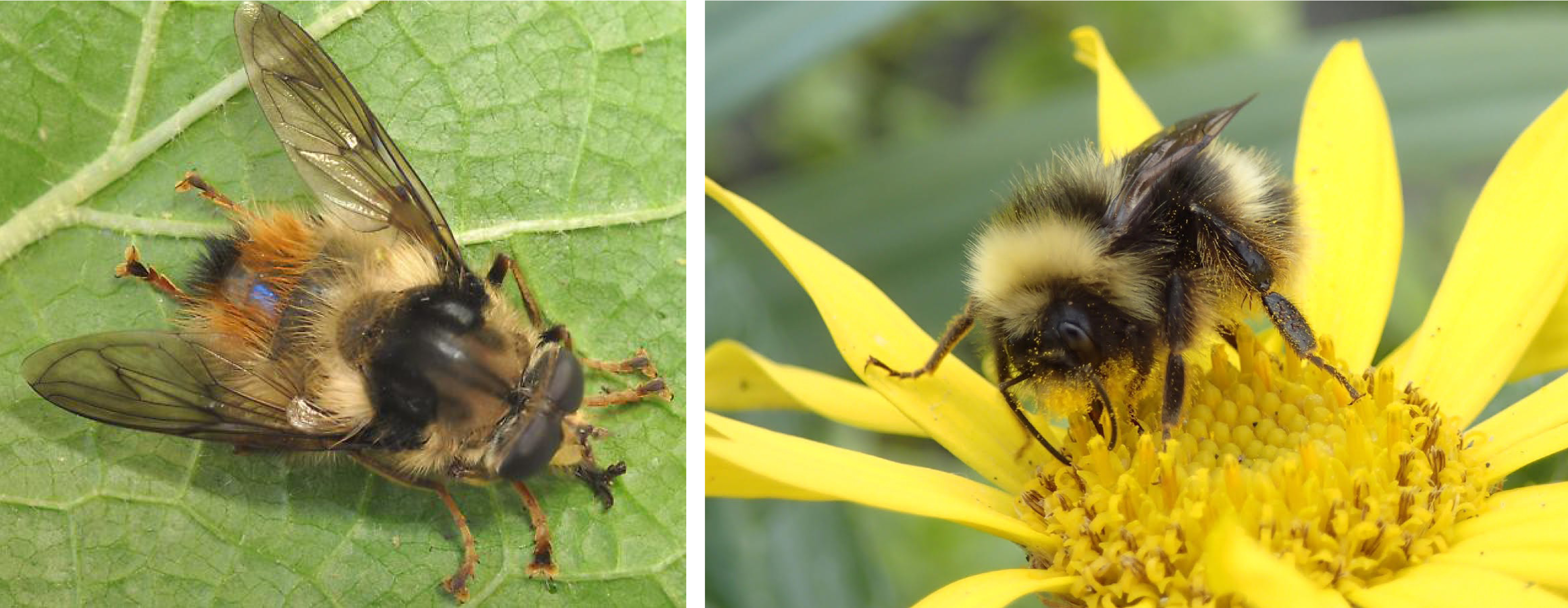 side by side comparison of two bugs that look like bees