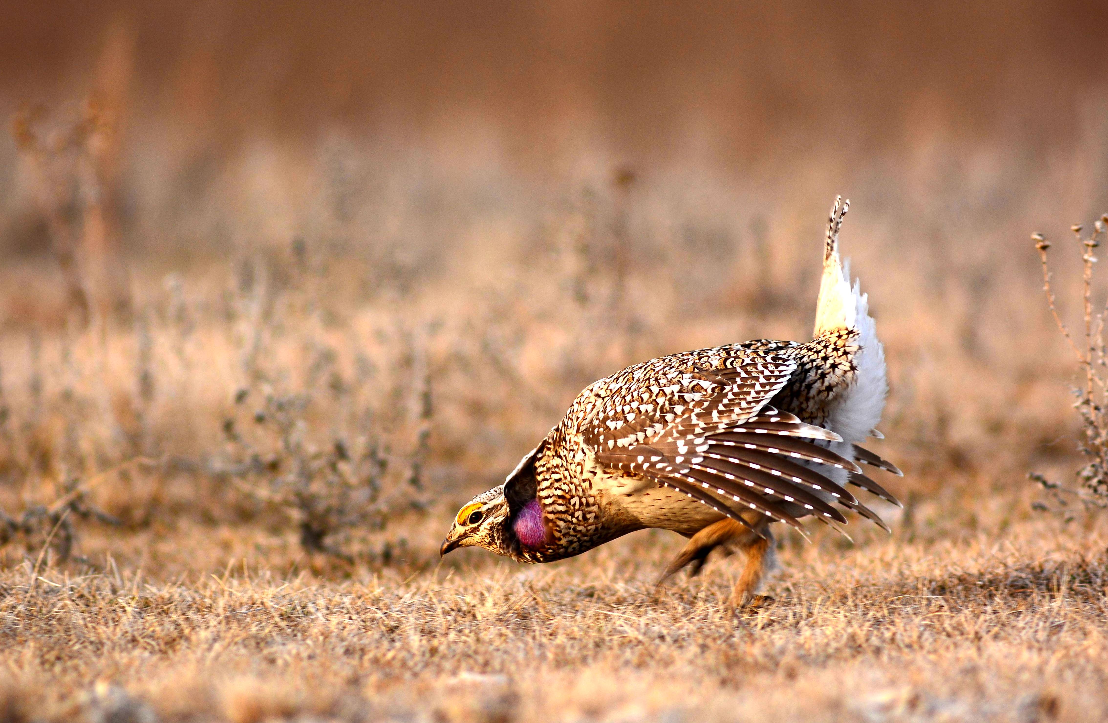 male sharp-tailed grouse displaying to find potential mates 