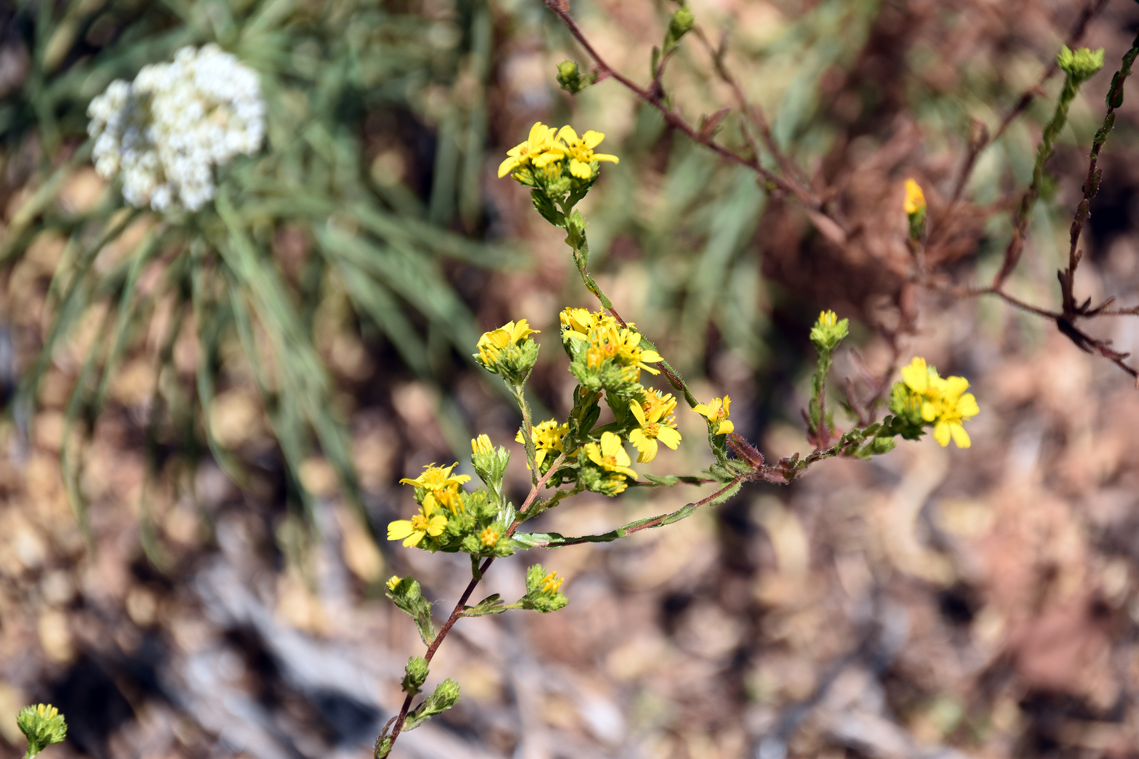 closeup of plant with small, yellow flowers