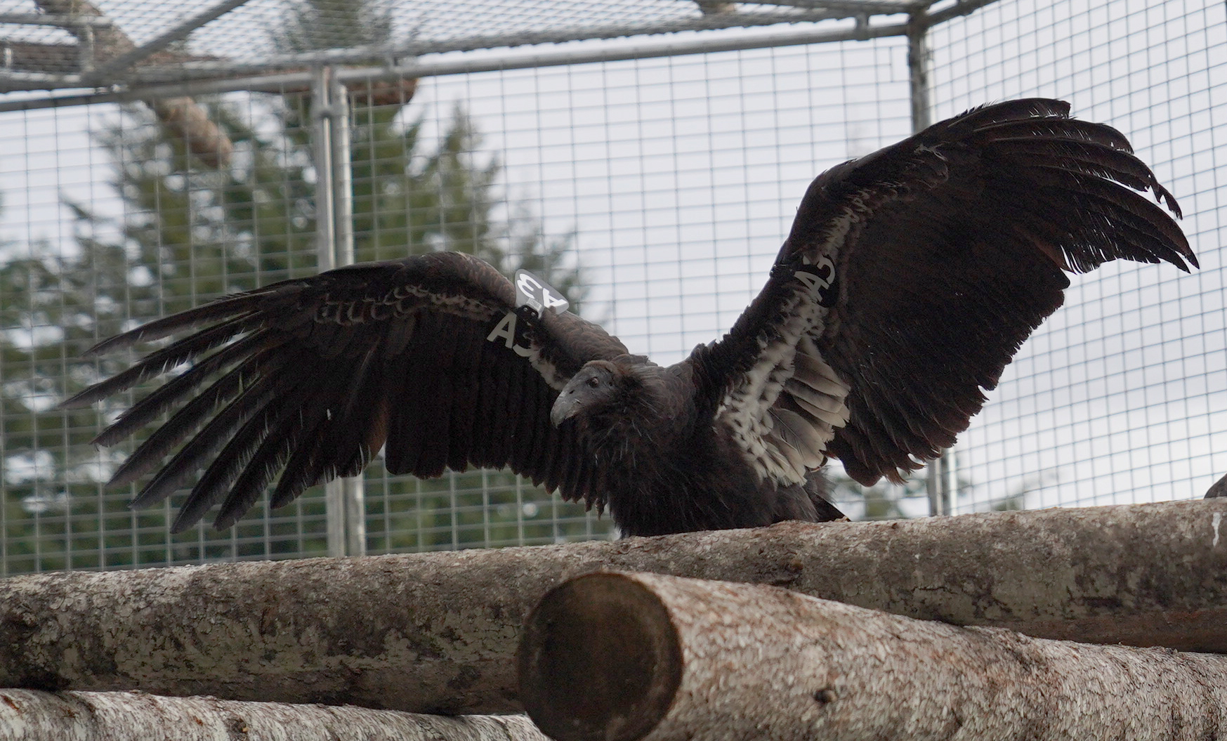 A California condor stretched his wings while perching in the flight pen.