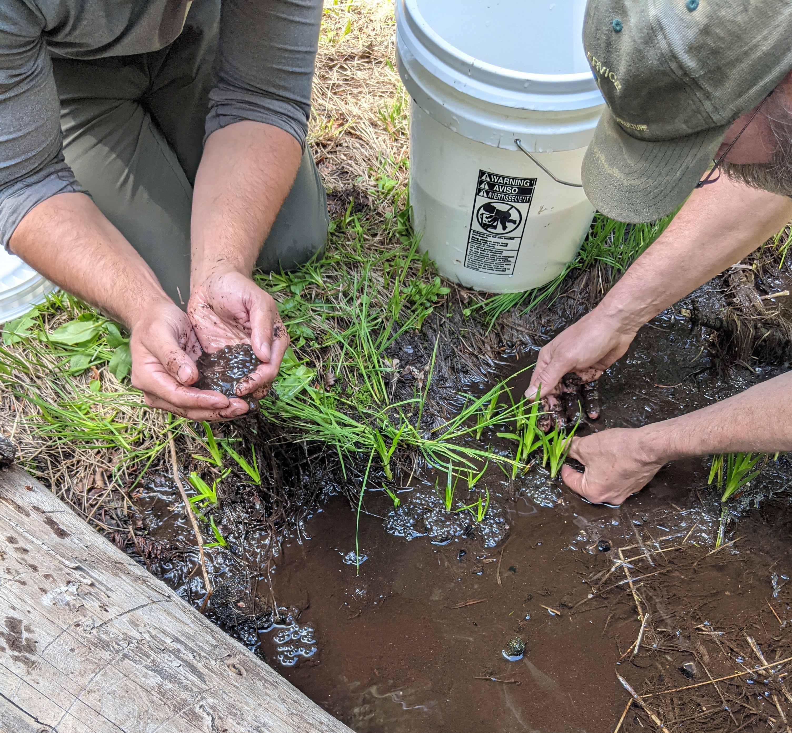 Biologists carefully collect Sierra Nevada yellow-legged frog egg masses from a drying stream for relocation