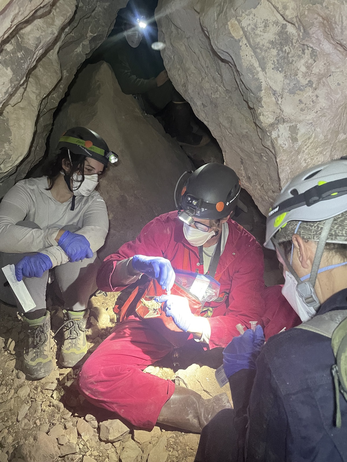 researchers with bat specimen in cave