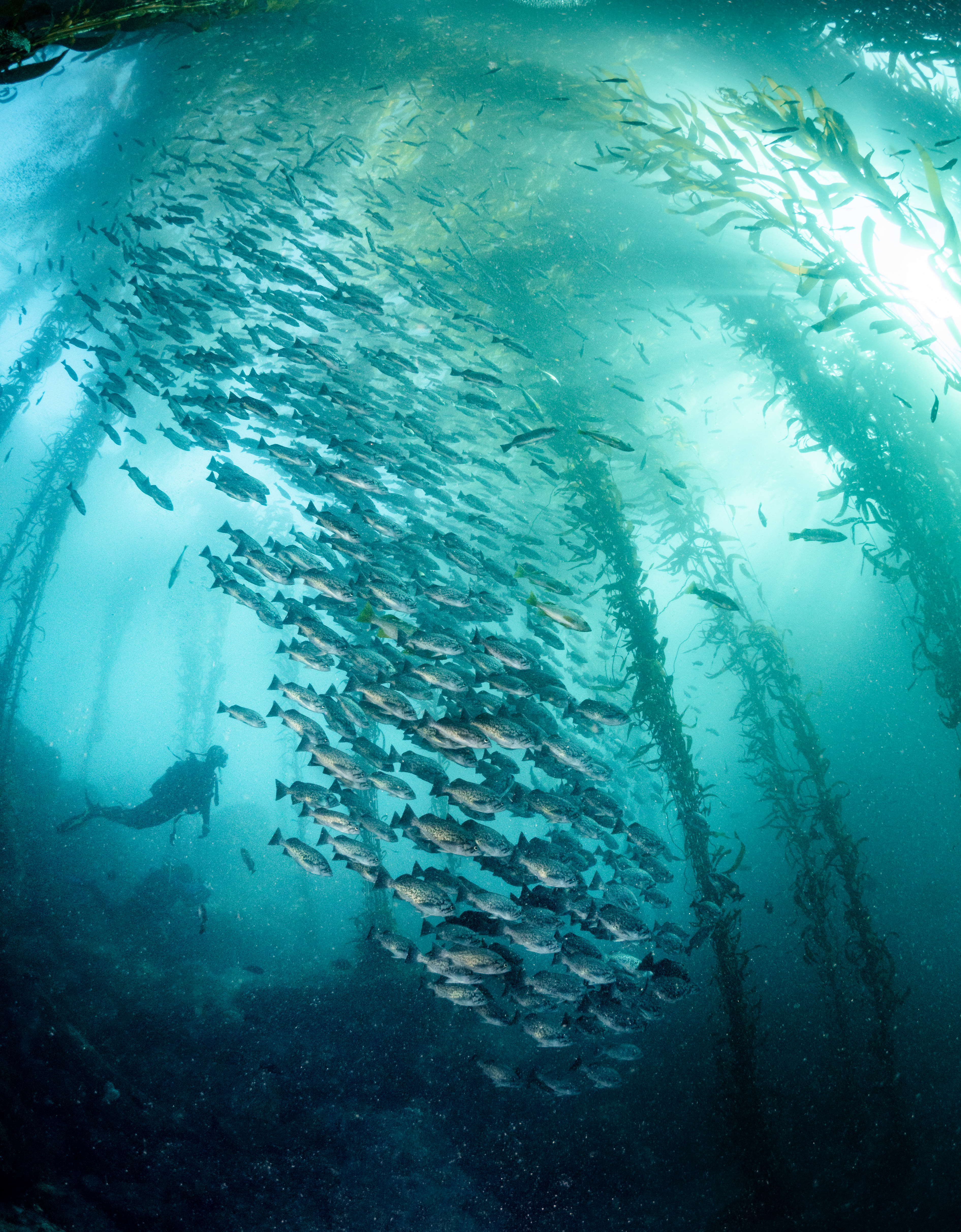 A large group of fish swimming in an underwater kelp forest