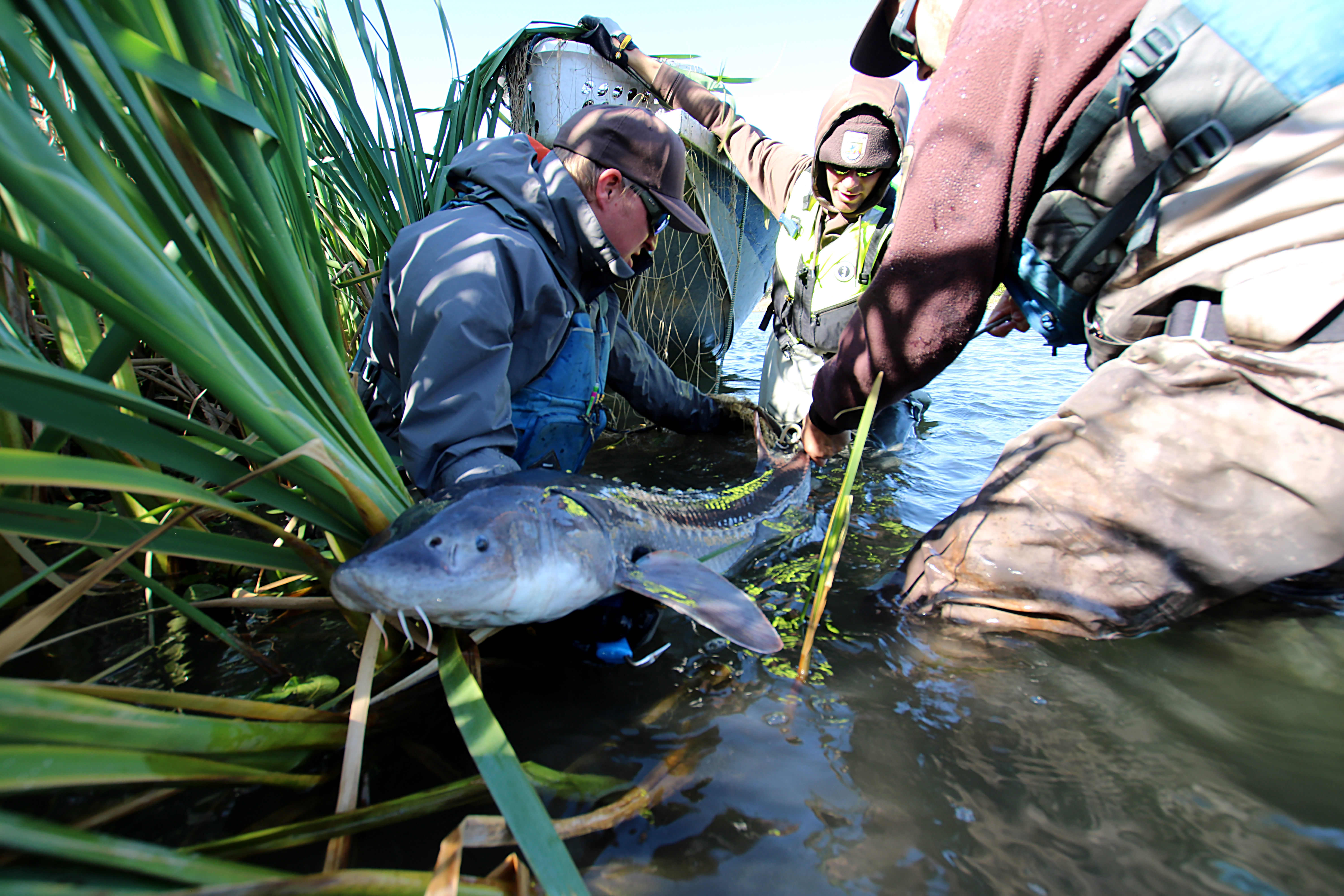 Three men hold a long, shiny, gray fish in the water near the edge of a river. 