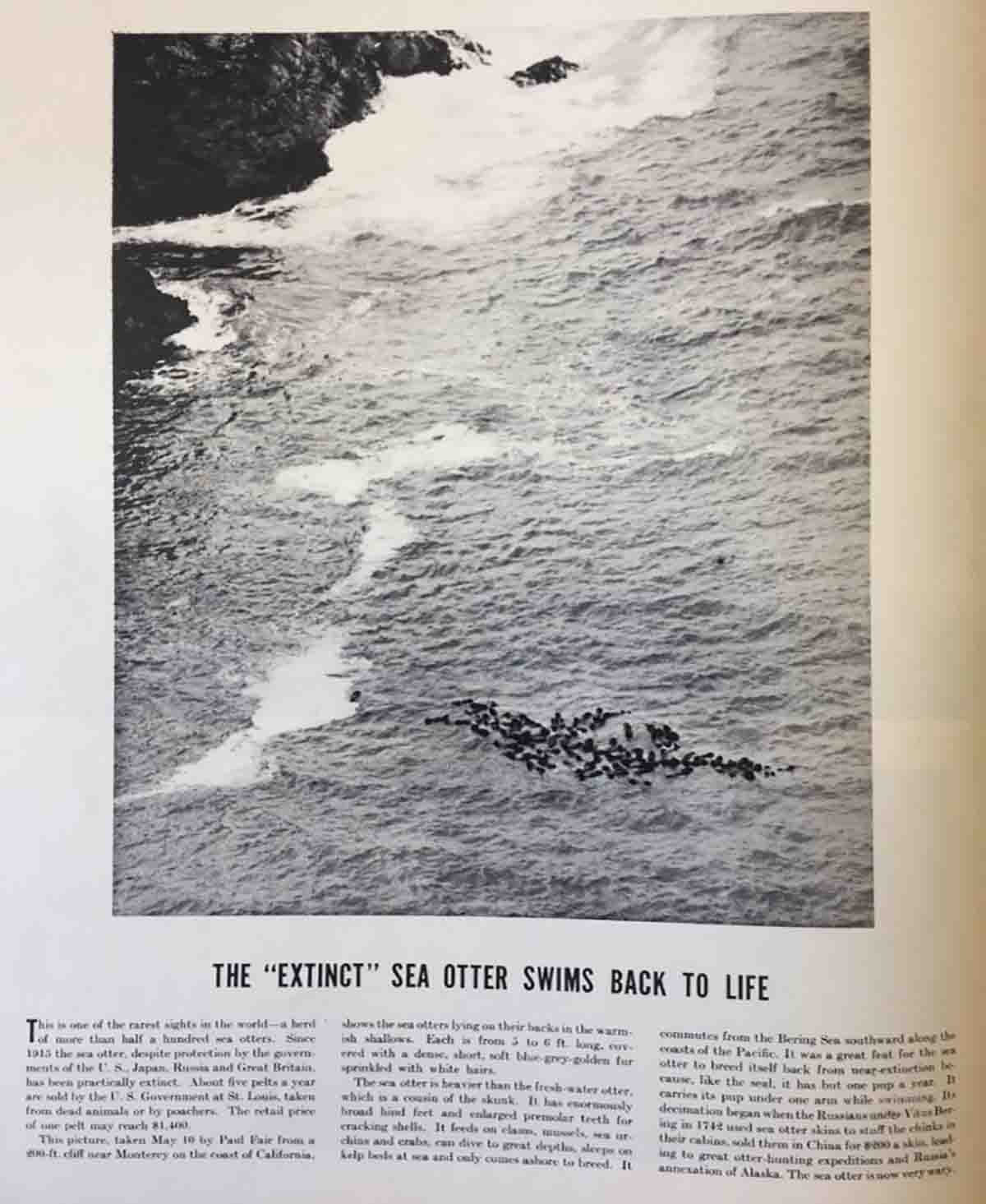 A screenshot of a black and white magazine article describing the return of sea otters