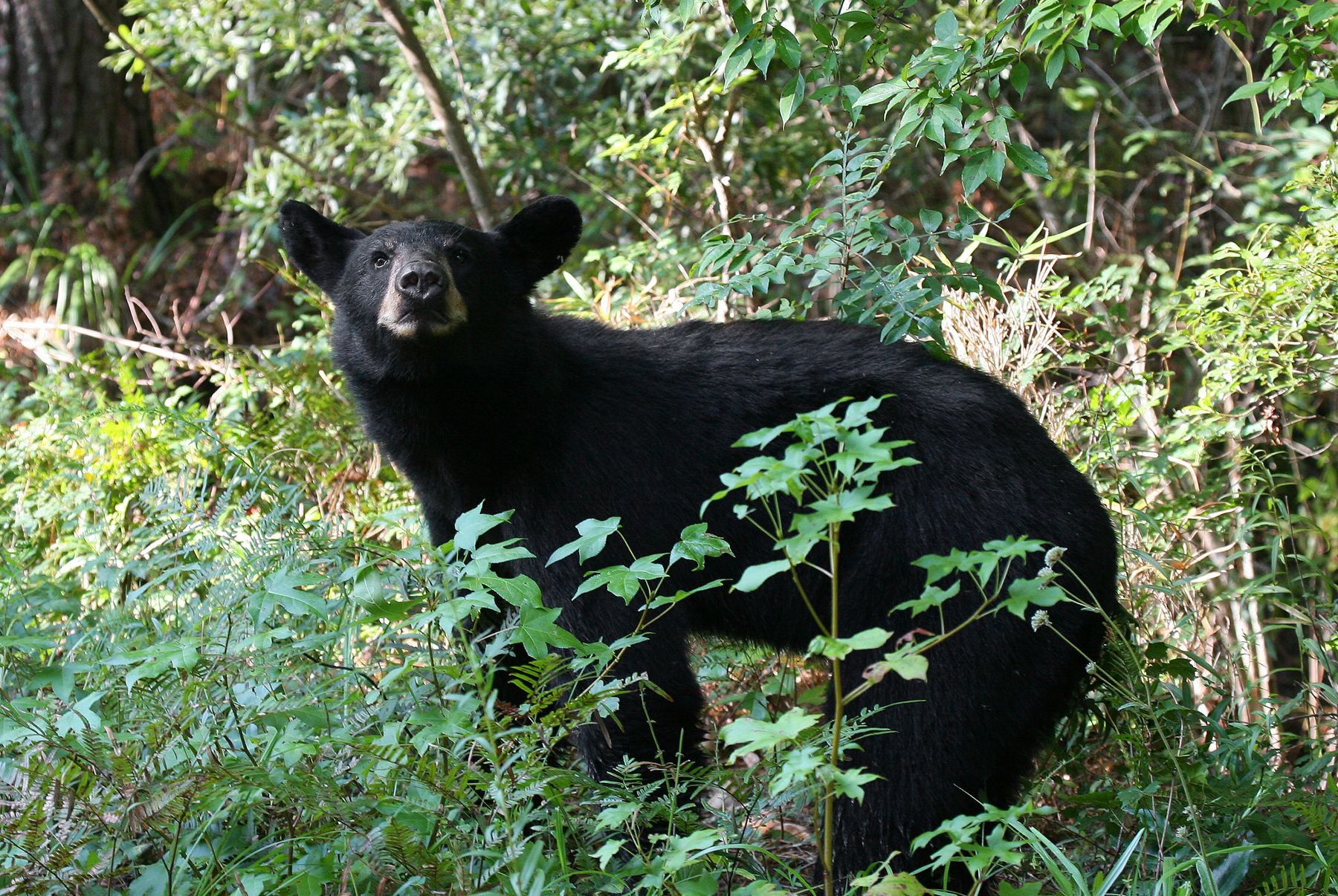 Florida Black Bear | FWS.gov