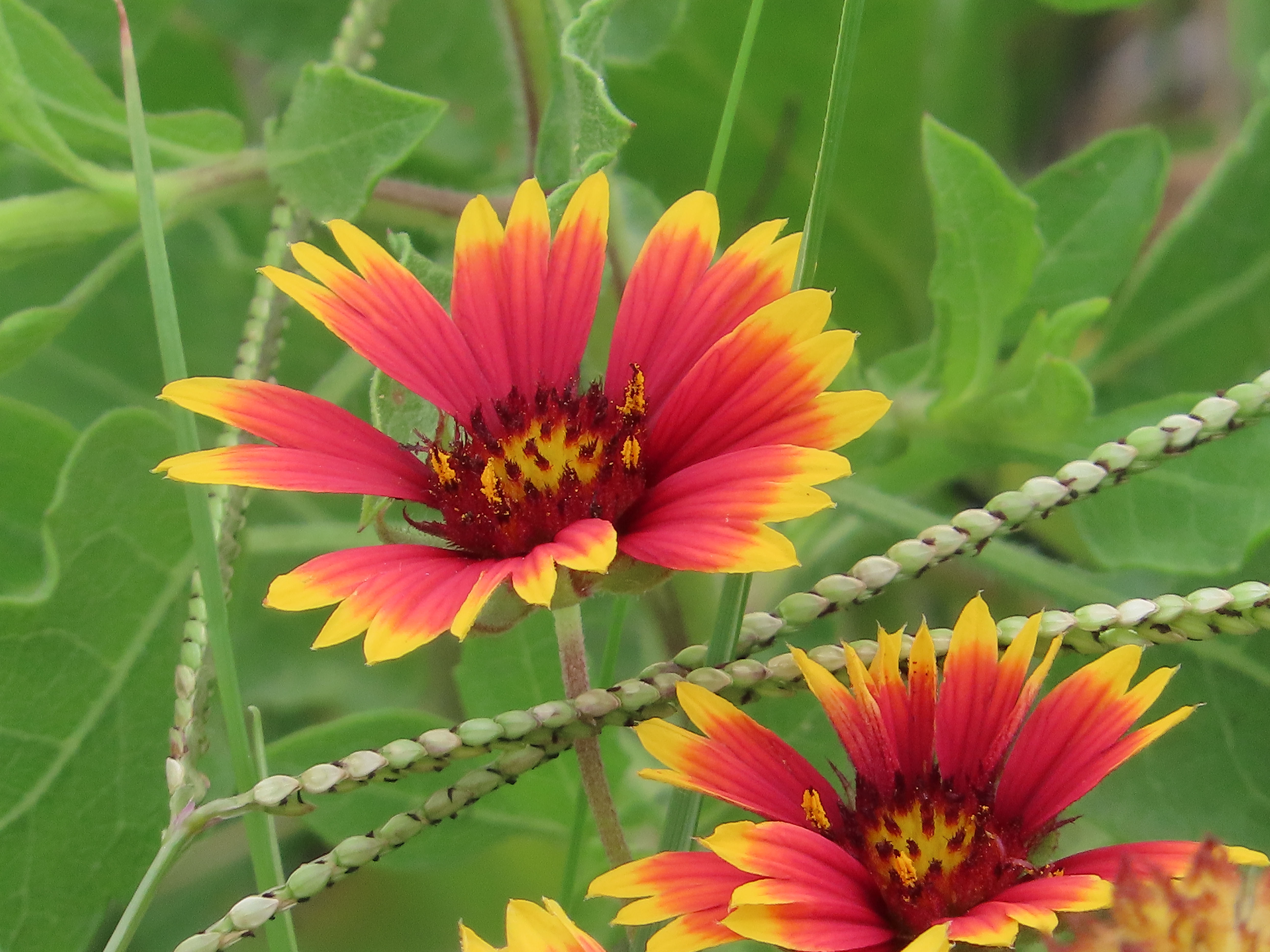 Brightly colored yellow edged and orange flowers in green leaves and stems