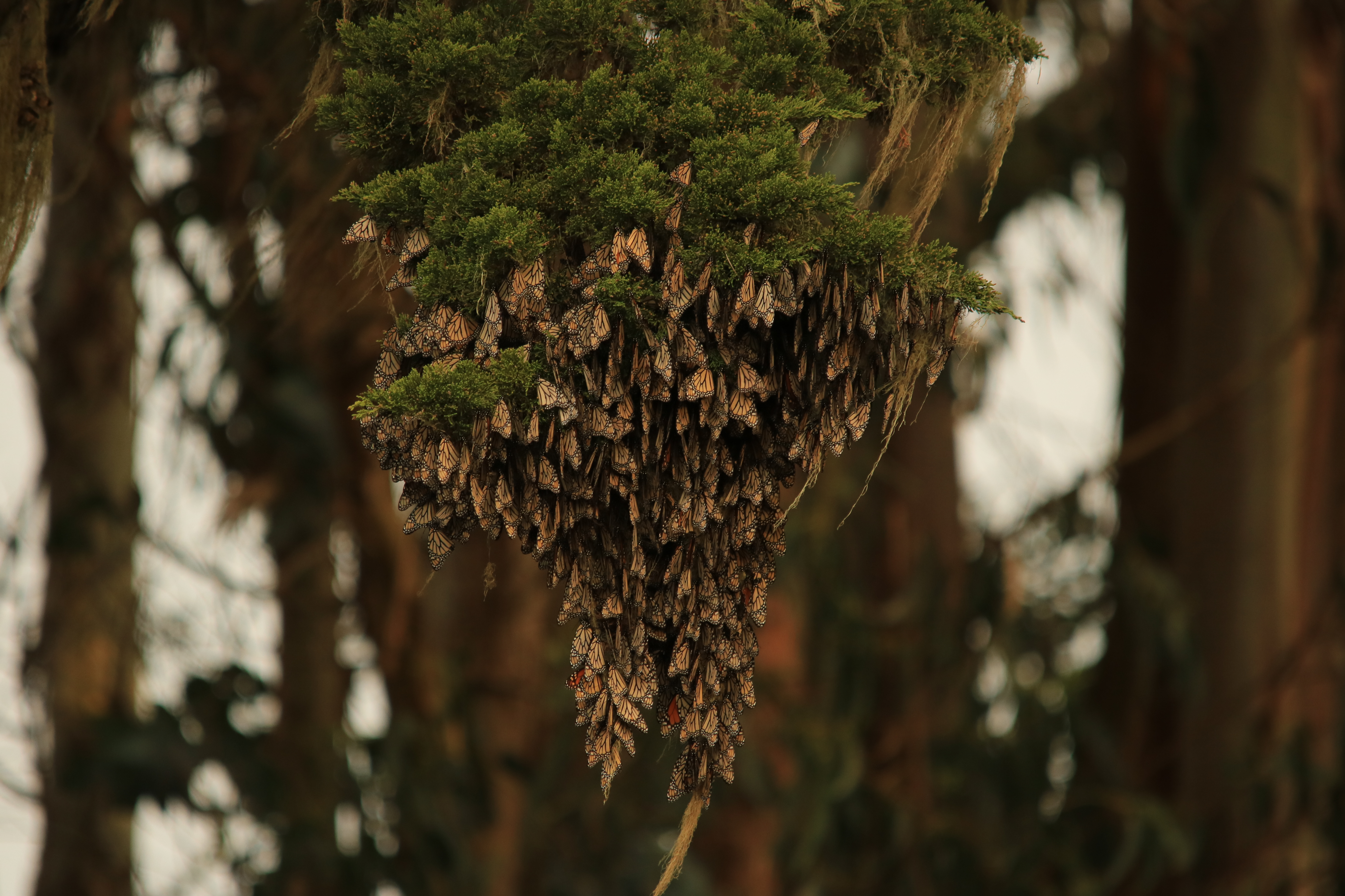 A cluster of monarch butterflies