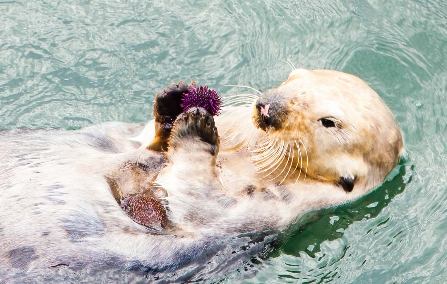 A southern sea otter eats purple sea urchins off Wilder Ranch State Park, Santa Cruz, California.