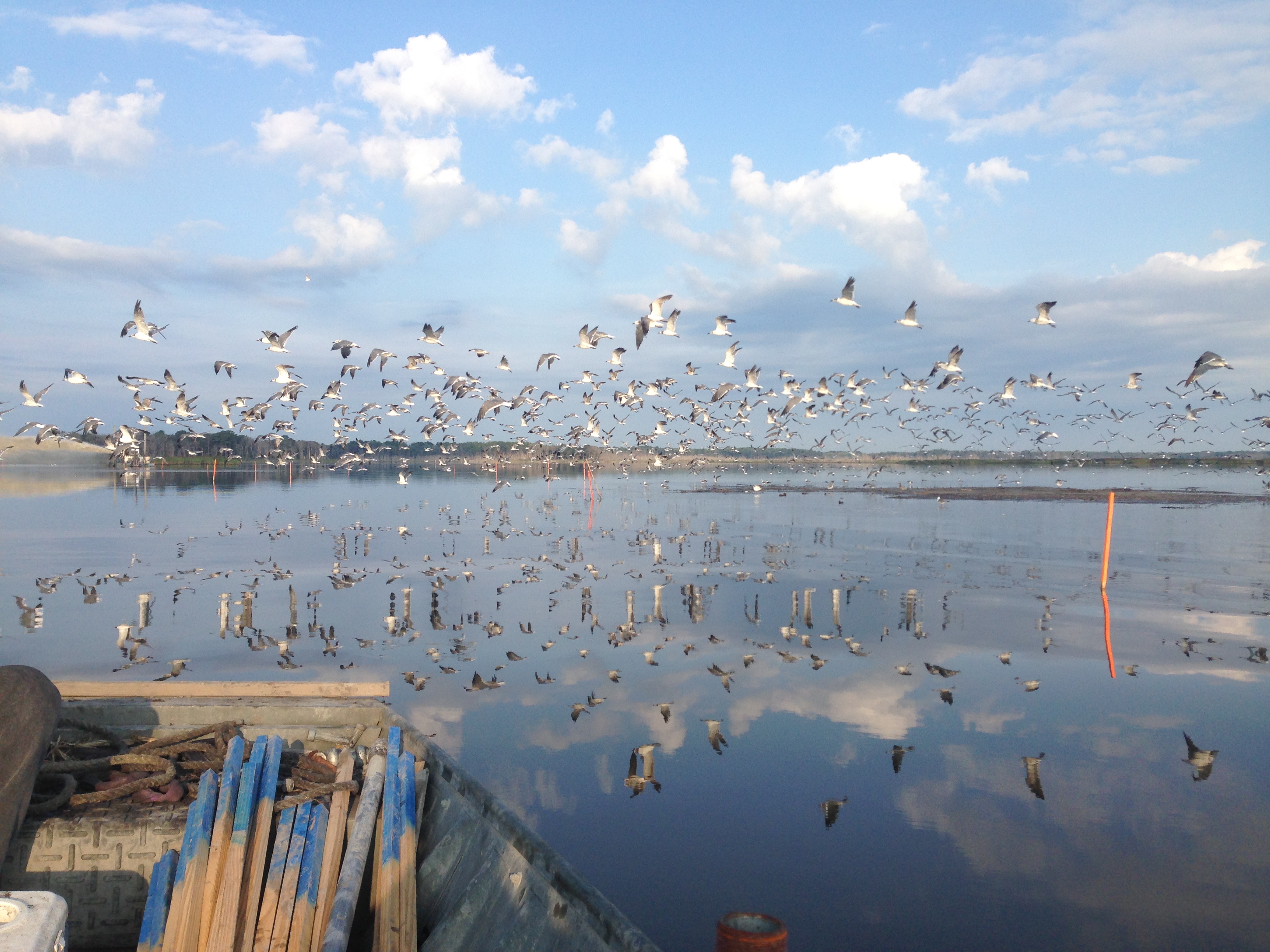 a large flock of birds fly over water, their reflection can be seen on the surface