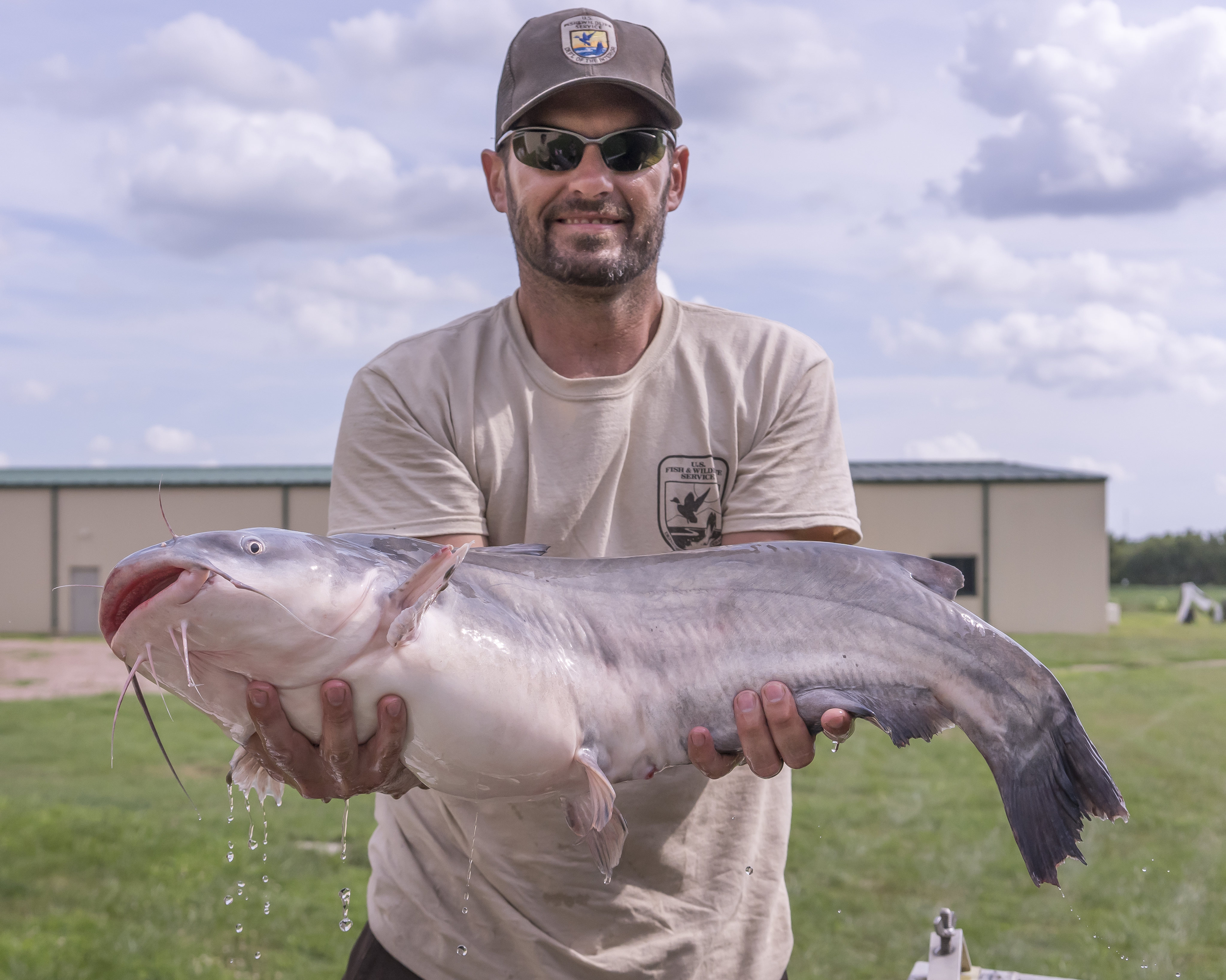 A Blue catfish, now invasive in Chesapeake Bay FWS.gov