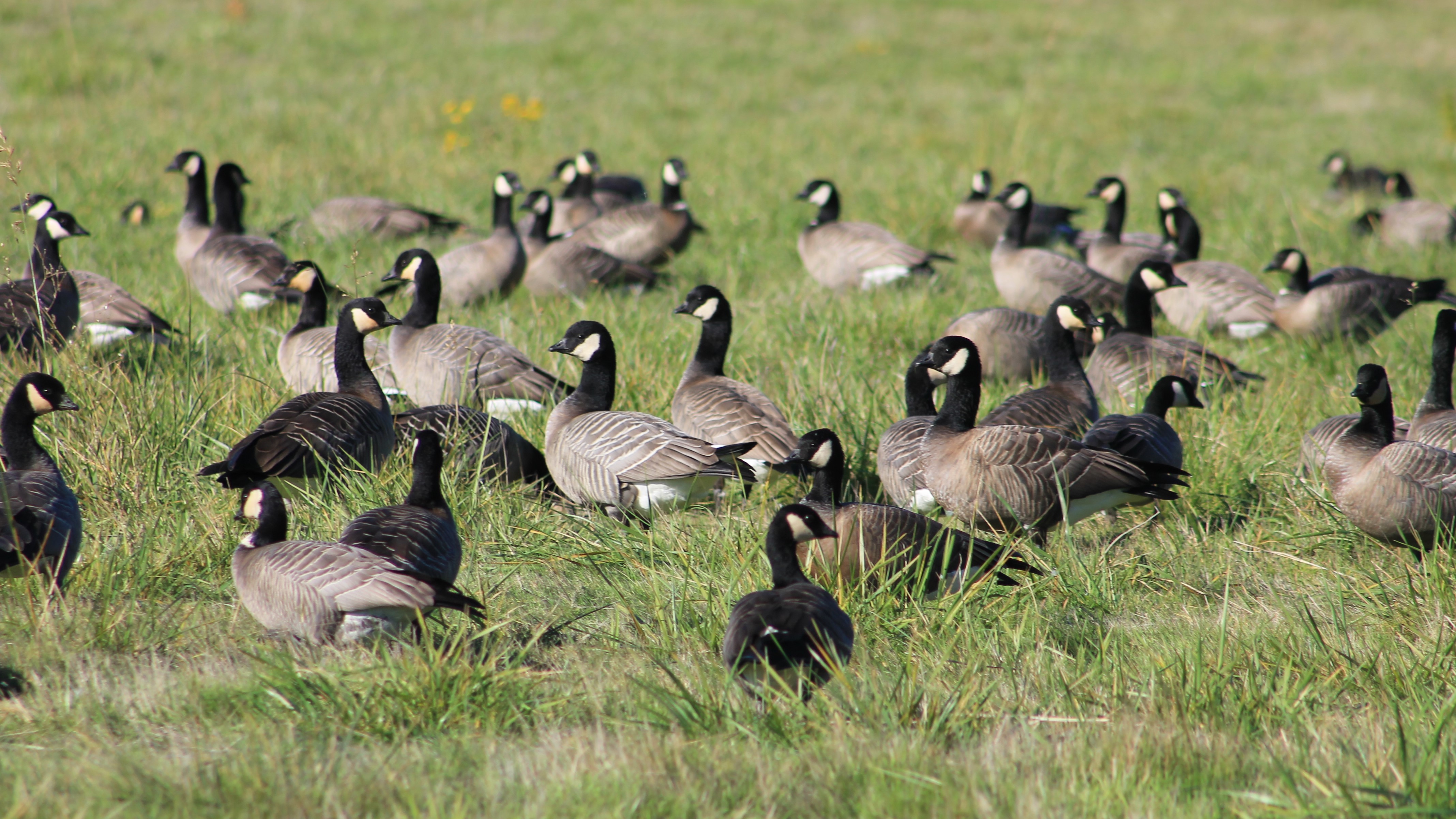 Geese standing in grass