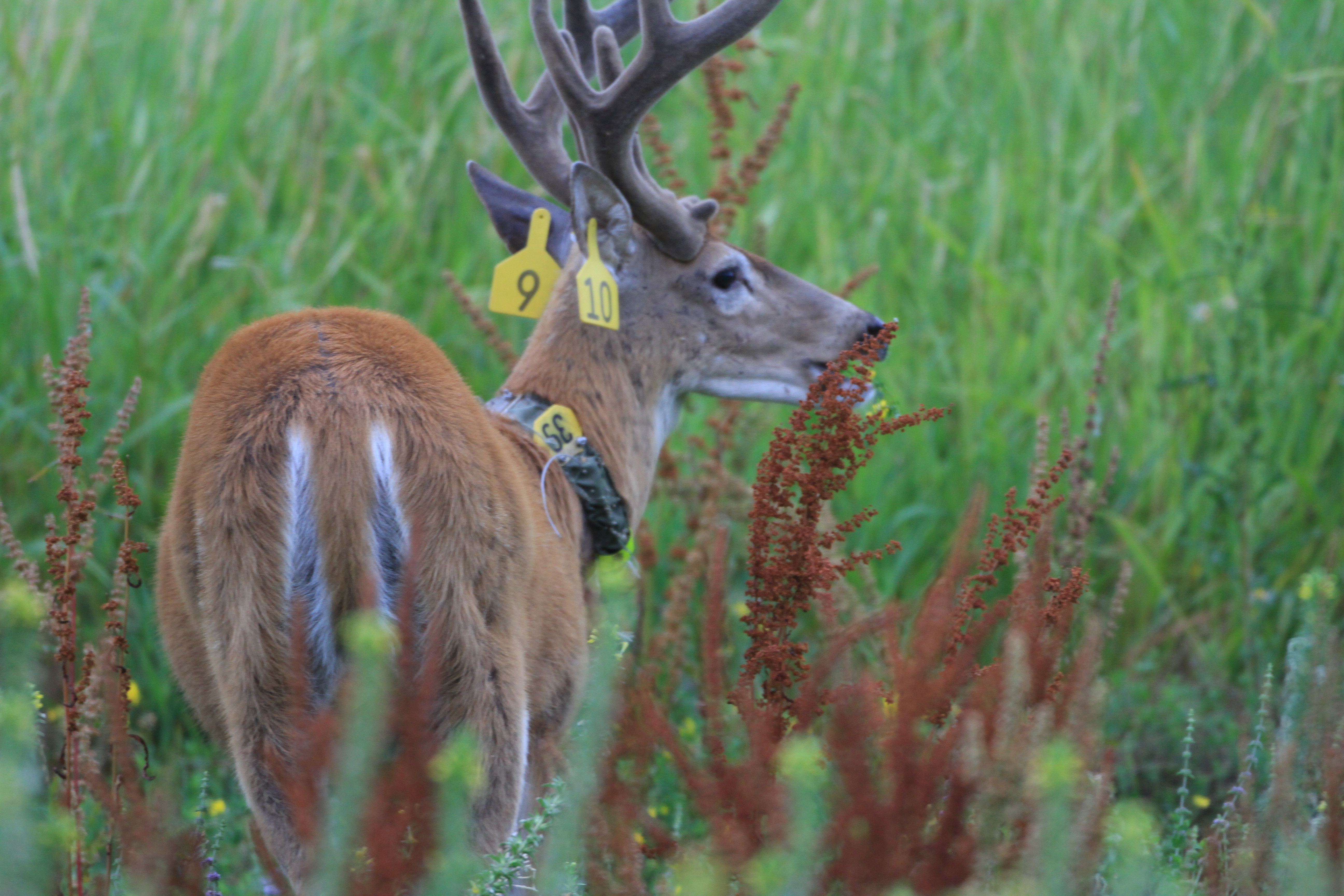 Columbian white tailed deer buck stands in a field wearing yellow ear tags and a radio collar
