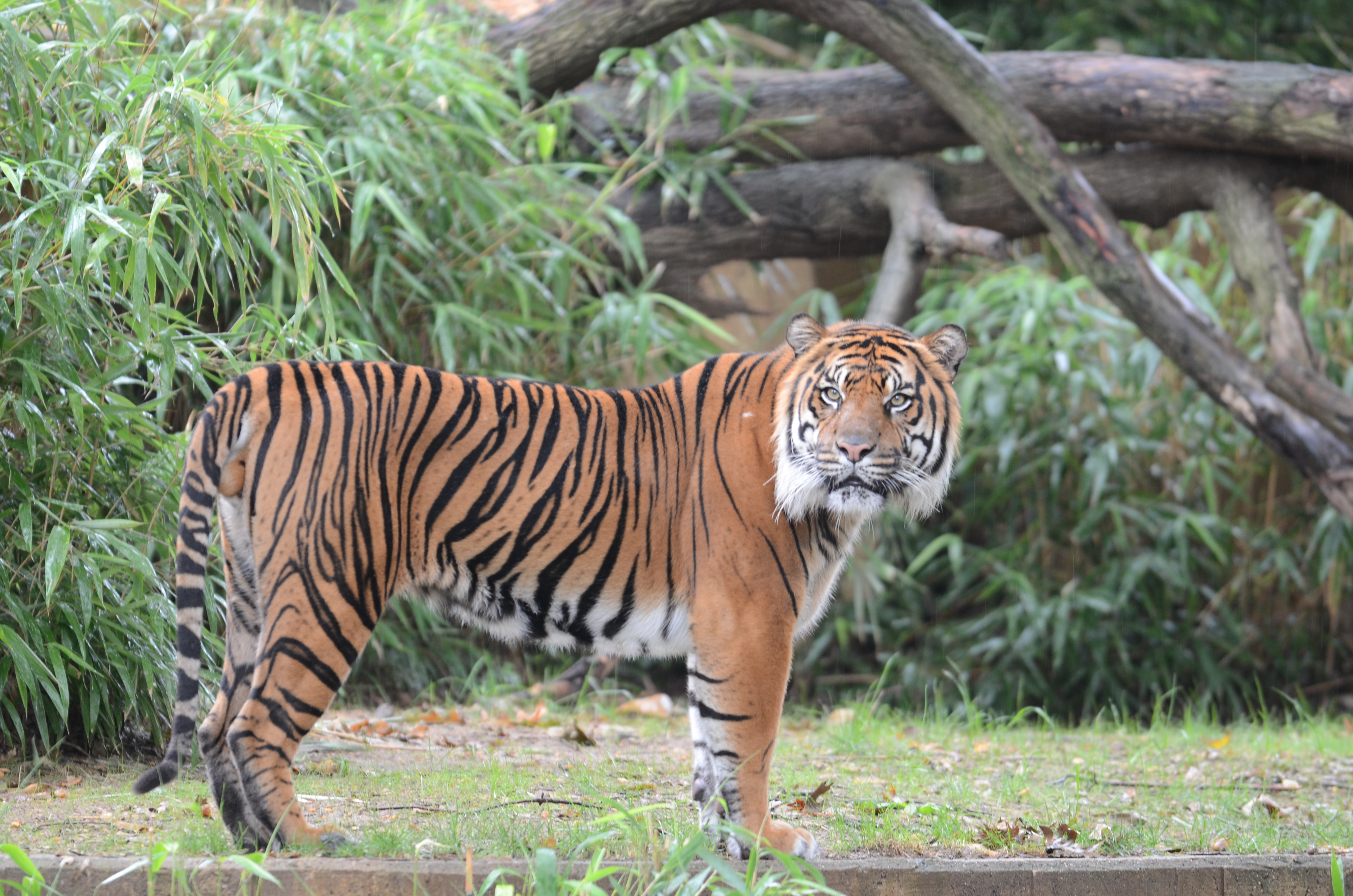 Wide shot of an Amur tiger looking at the camera.