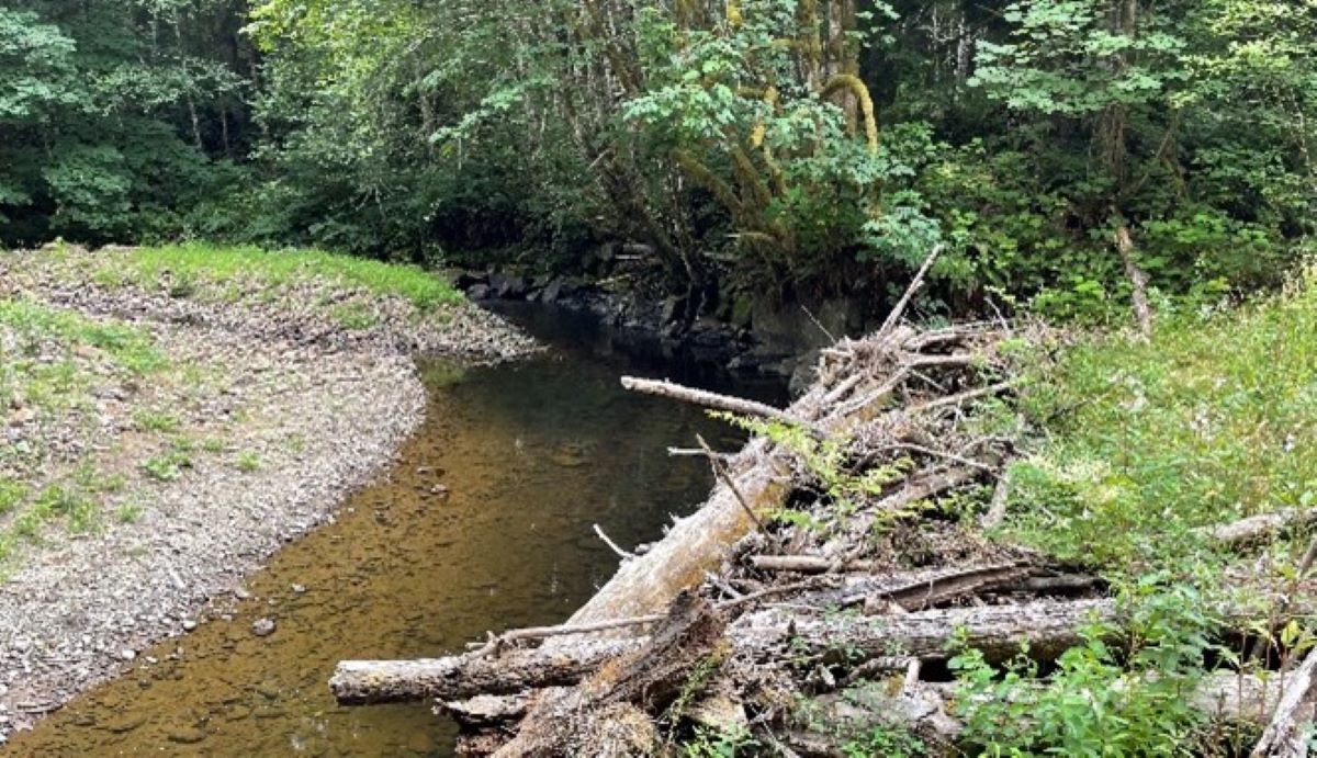 North Fork Klaskanine River after removal with woody debris on the bank and trees in the background