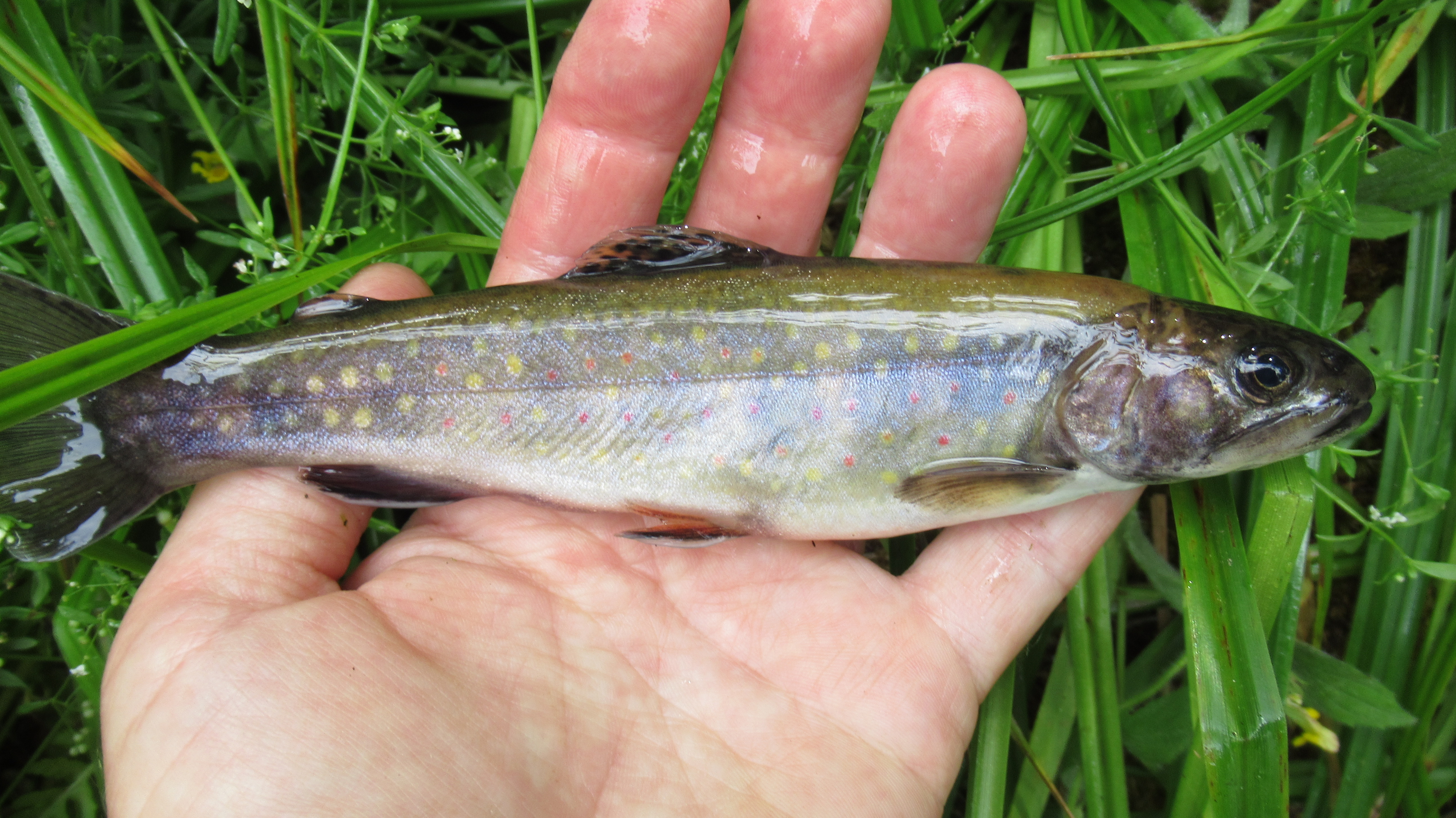 brook trout being held in a hand