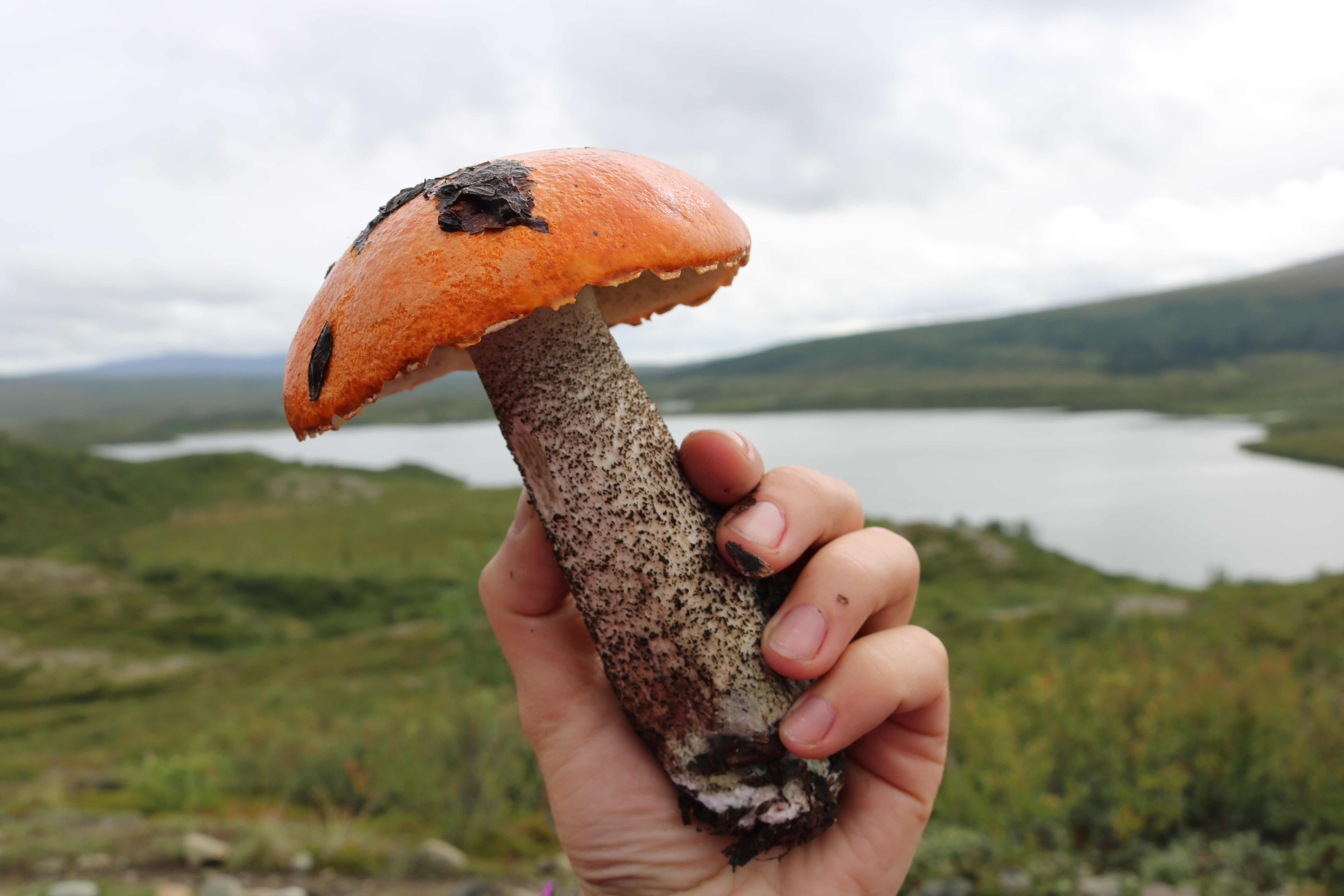 Orange capped mushroom with a spongy underside on a speckled stalk held by a hand against a tundra landscape with a lake