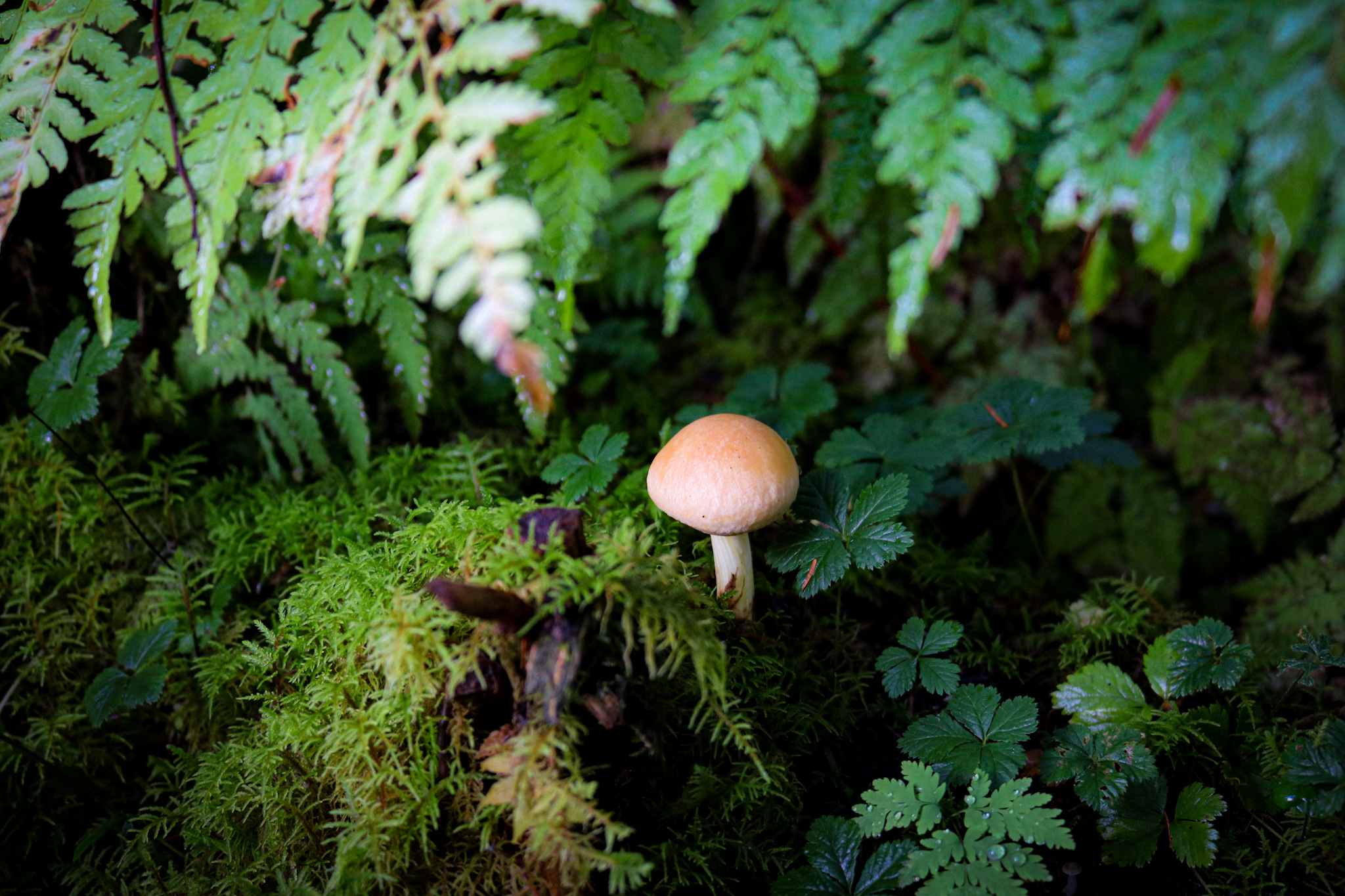 little brown mushroom with a white stalk growing underneath ferns on a mossy, shrubby patch of greenery