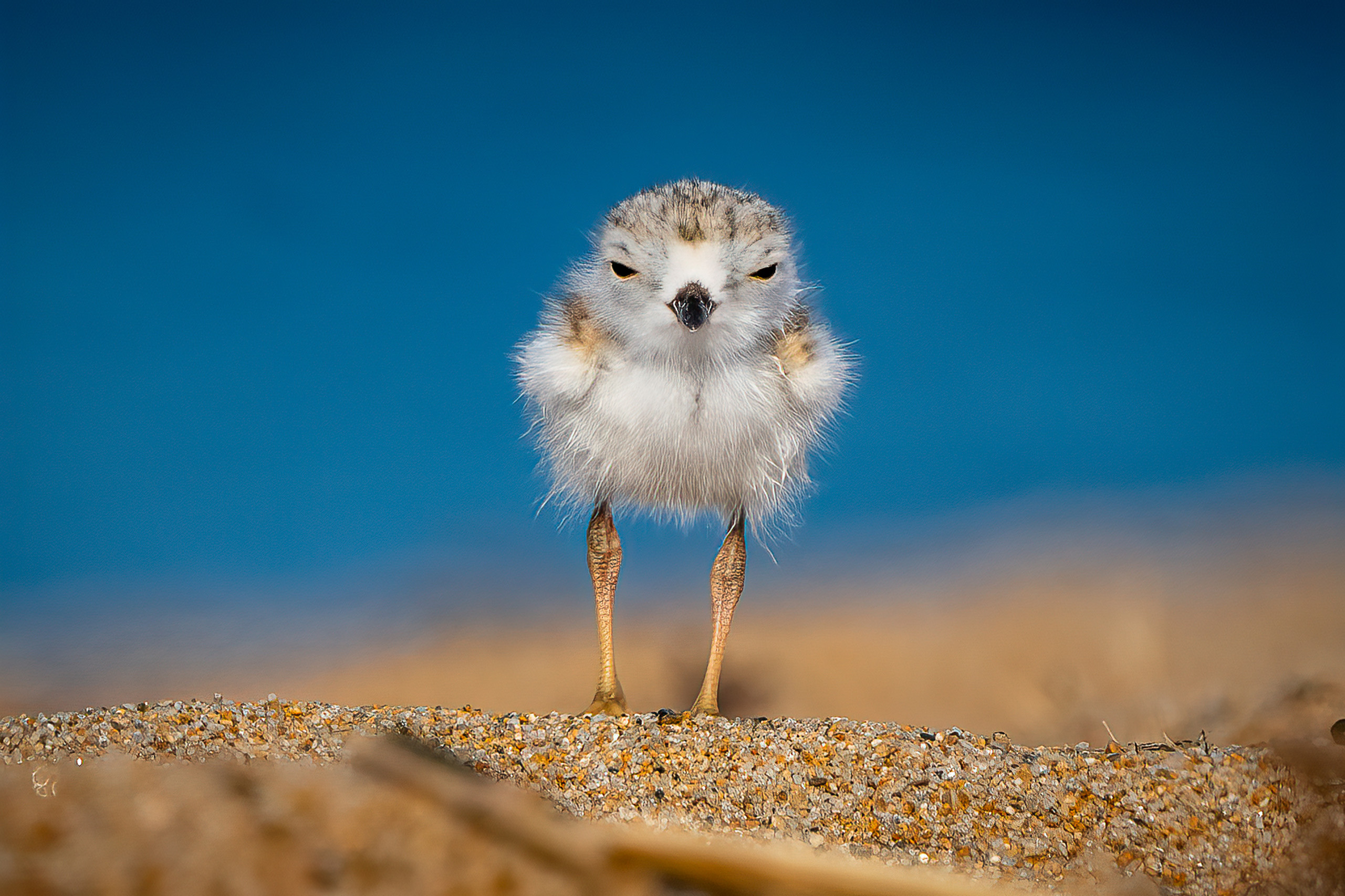 Image of a piping plover chick standing on sand against a blue background