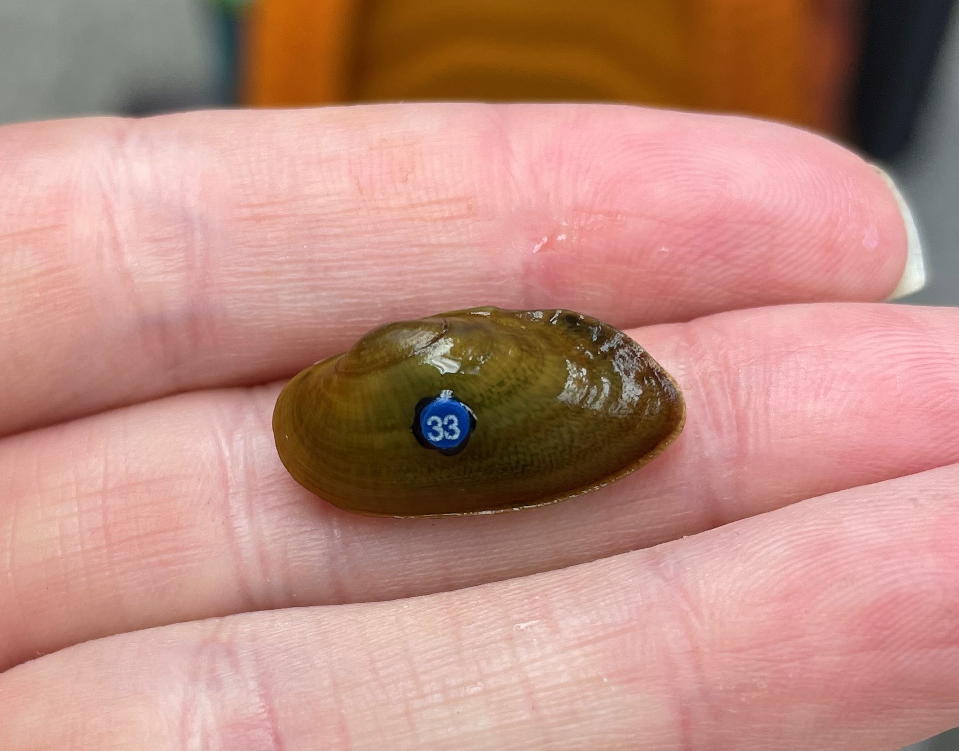Medionidus parvulus (Coosa moccasinshell) FWS.gov