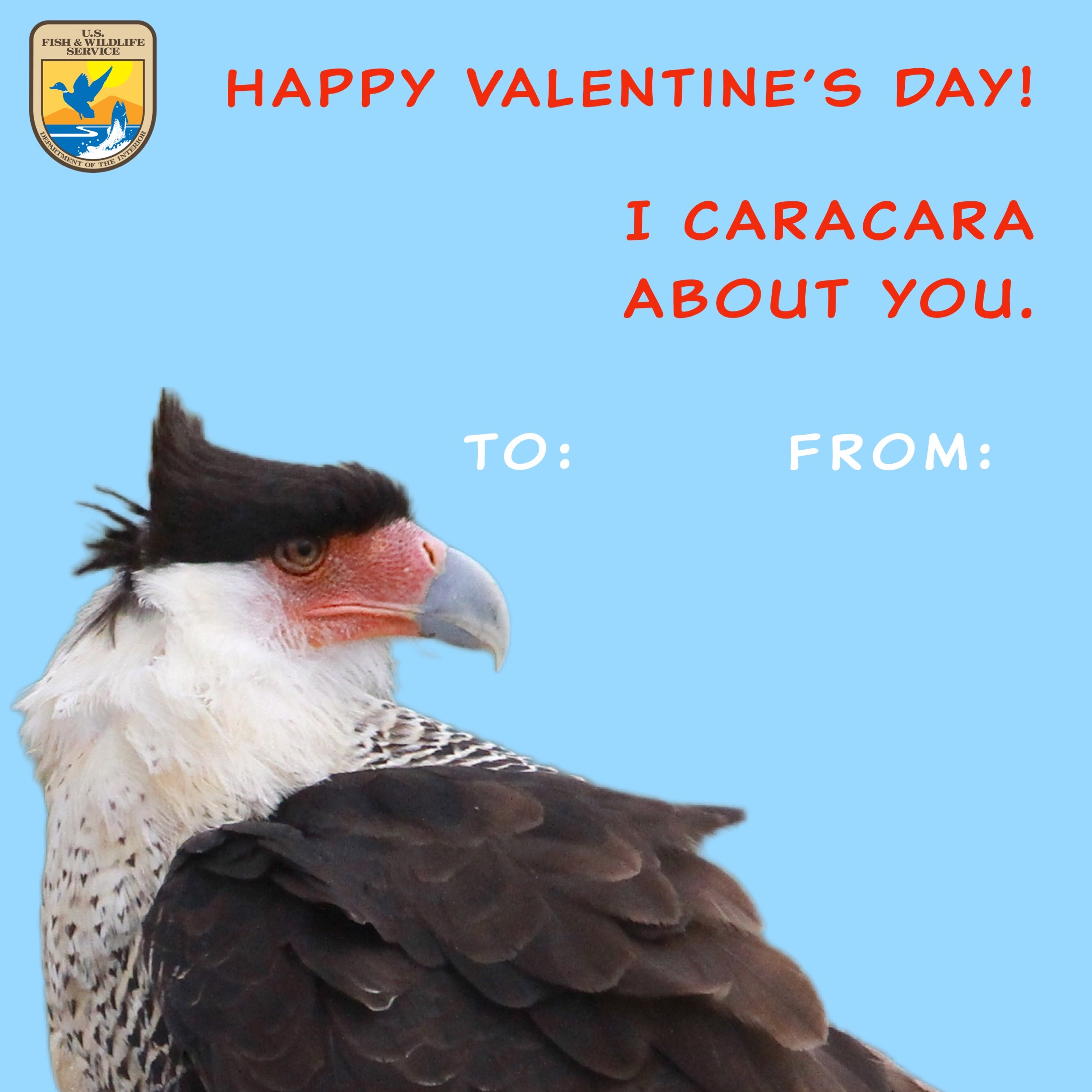Caracara Valentine's Day Card | FWS.gov, image size:2560x2560