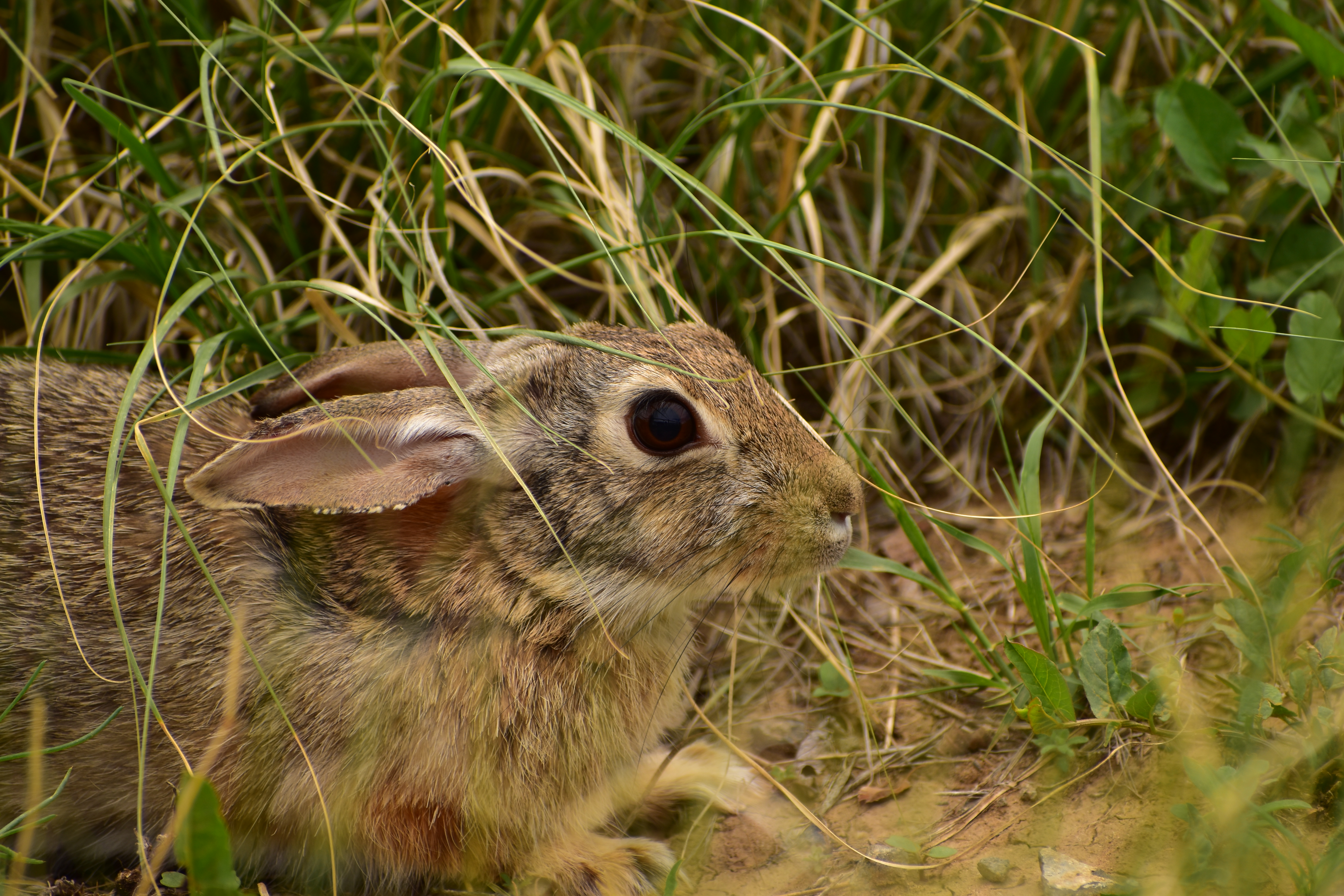 Cottontail Rabbit | FWS.gov