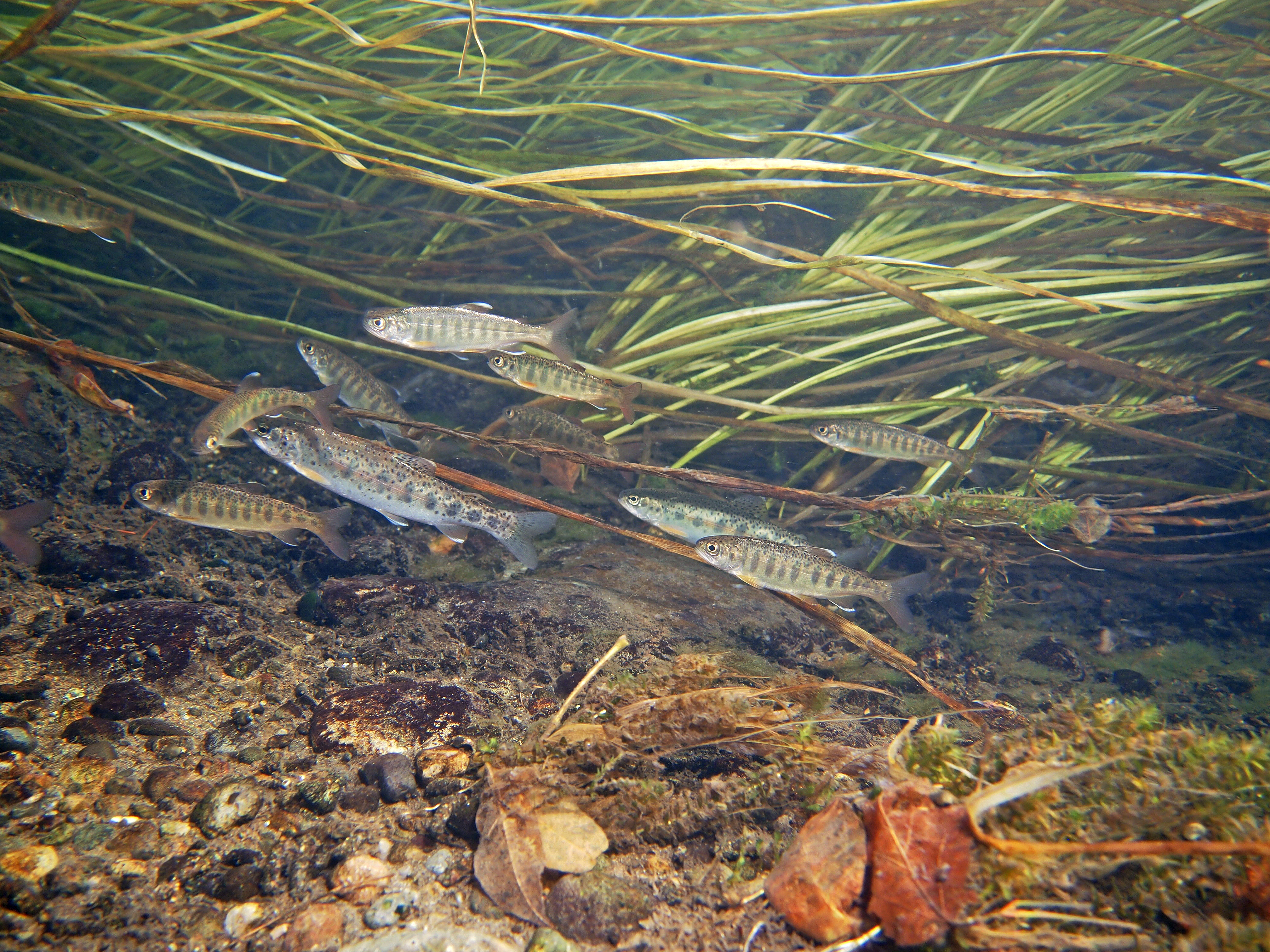 Underwater view of trout and Coho Salmon Juveniles in Scatter Creek, WA