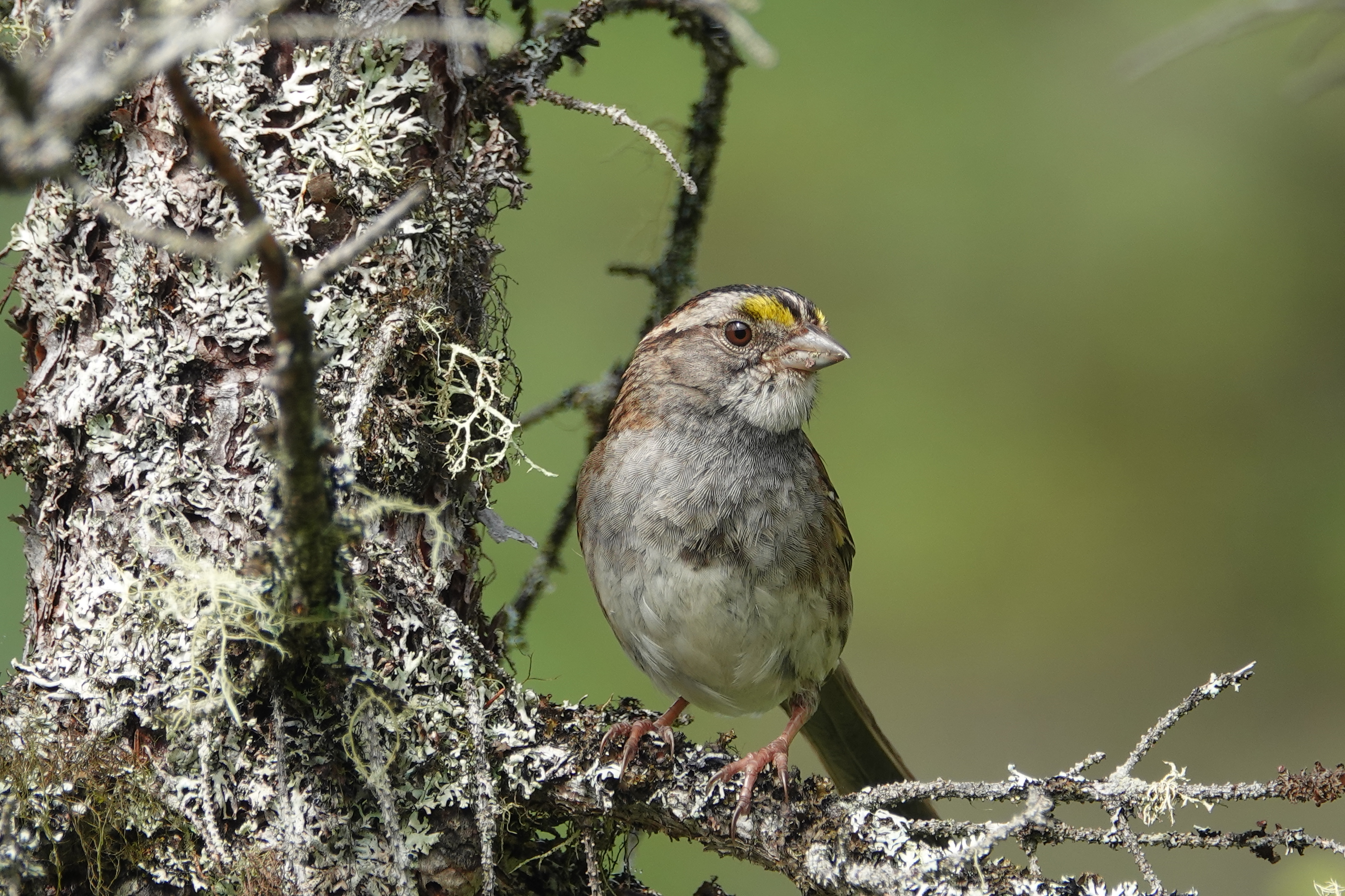 White throated sparrow Pondicherry Division