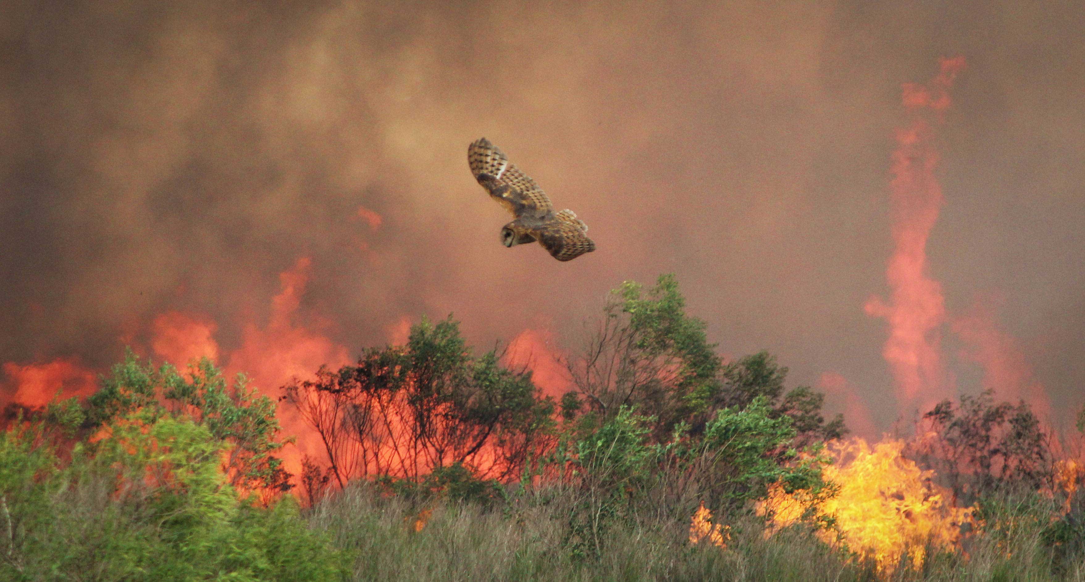An owl flies over burning vegetation and smoke